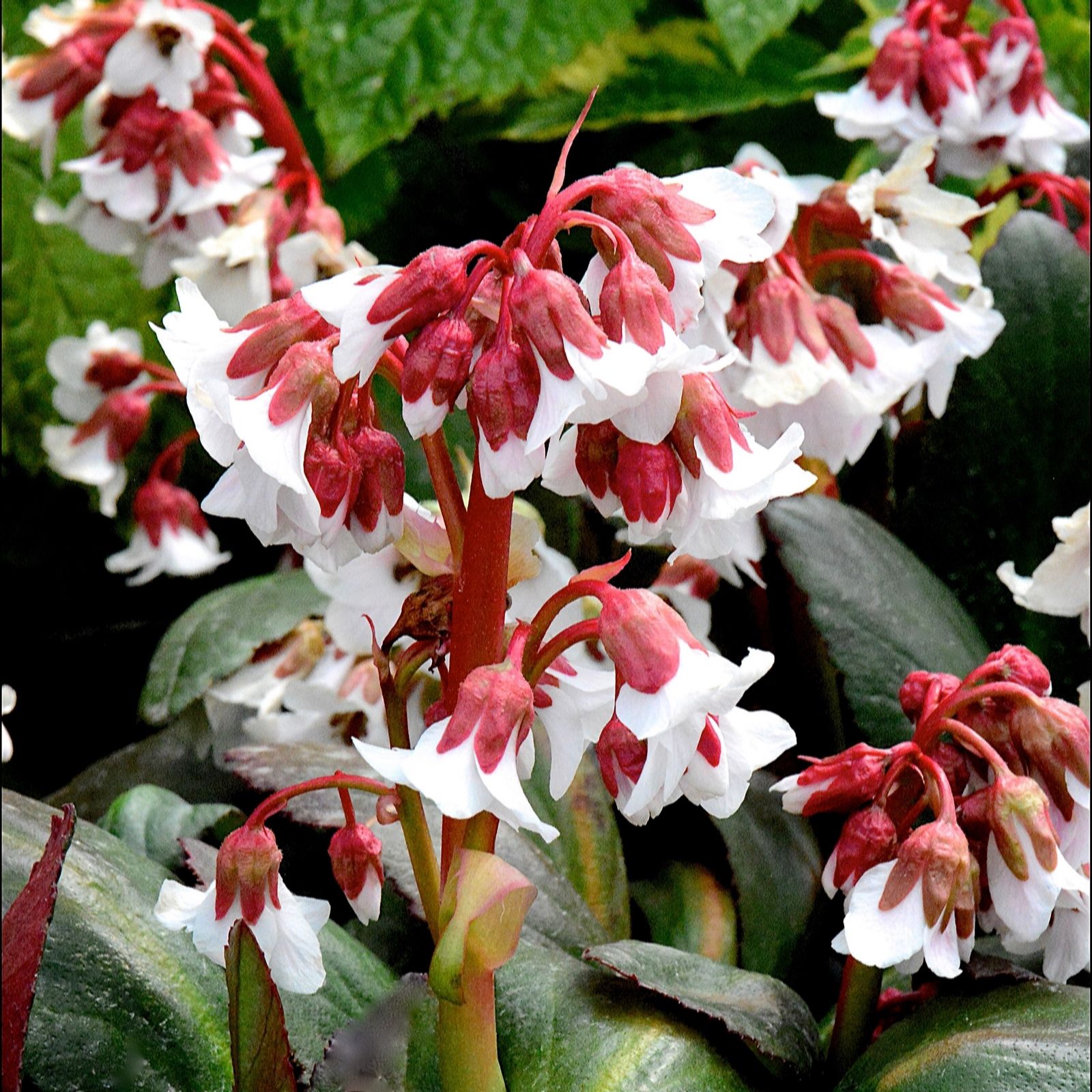 Plants2Gardens Bergenia Collection