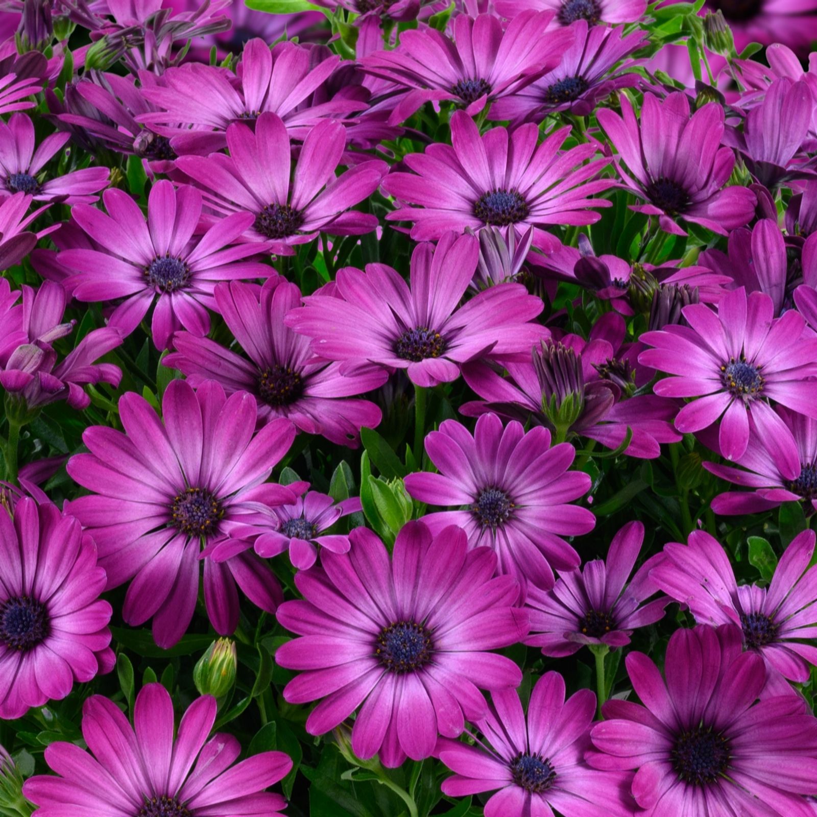  Richard Jackson Cape Daisy Purple - 745458