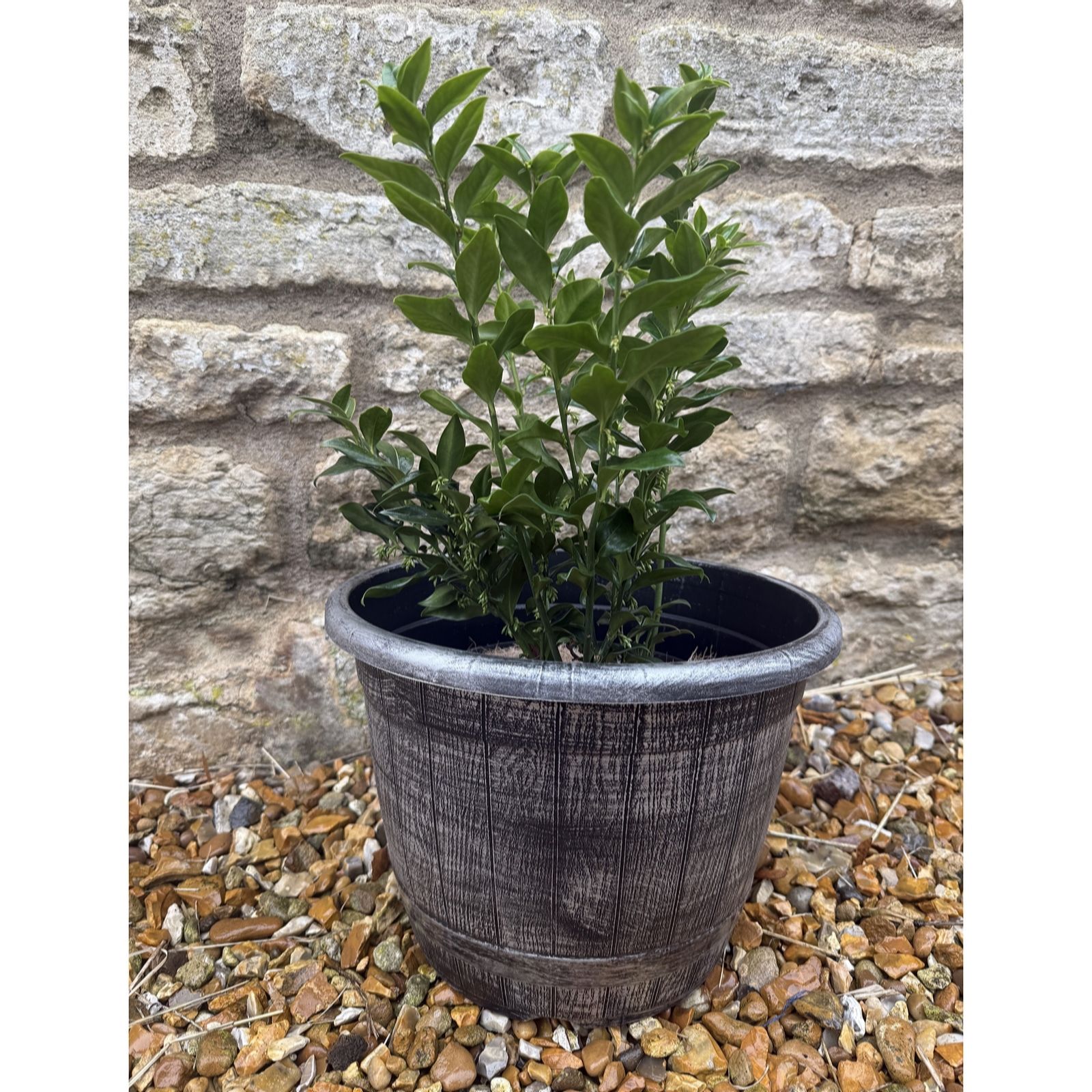 Plants 2 Gardens Sarcococca Dragons Gate with Planter 3ltr