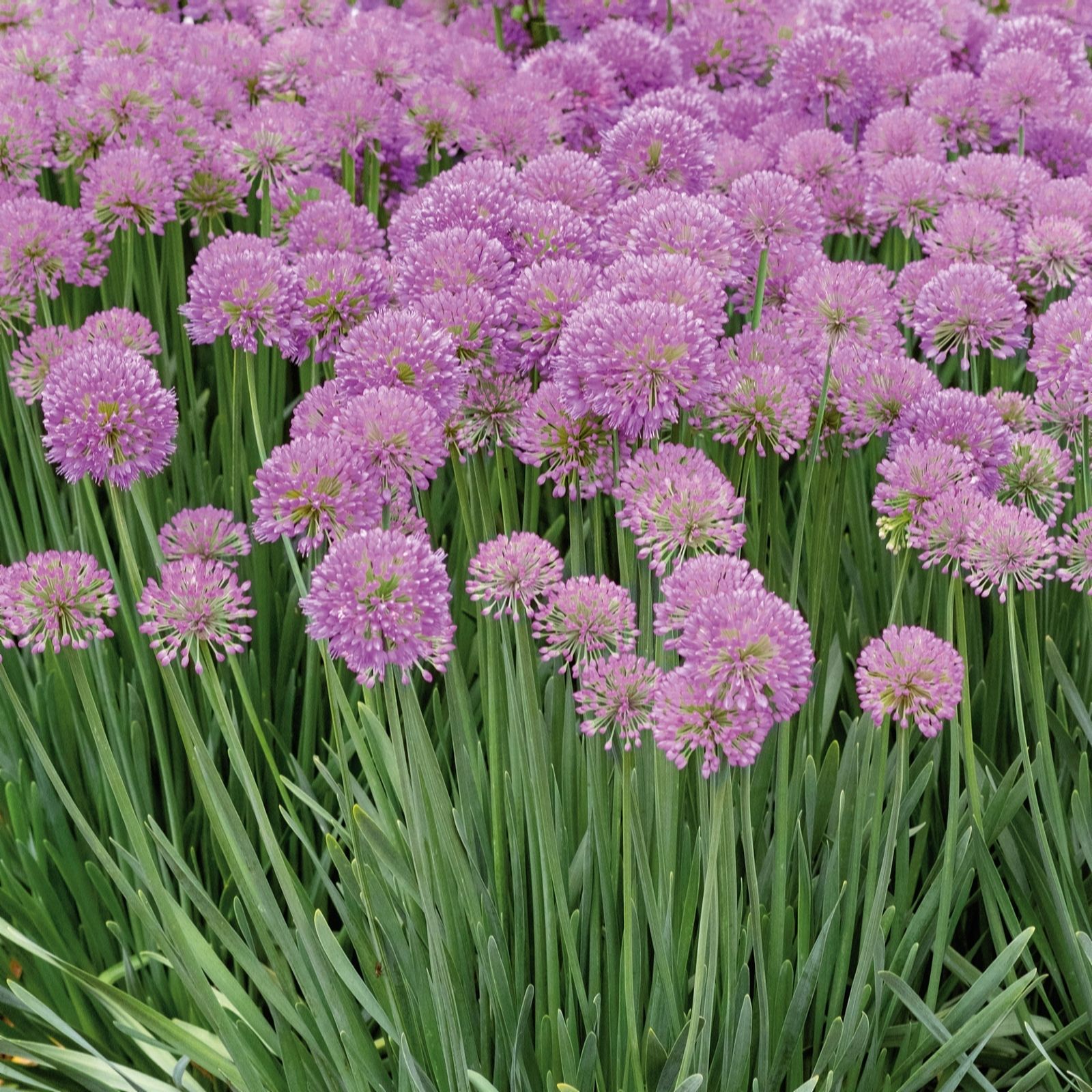 Plants2Gardens Allium Serendipity 3 x 9cm