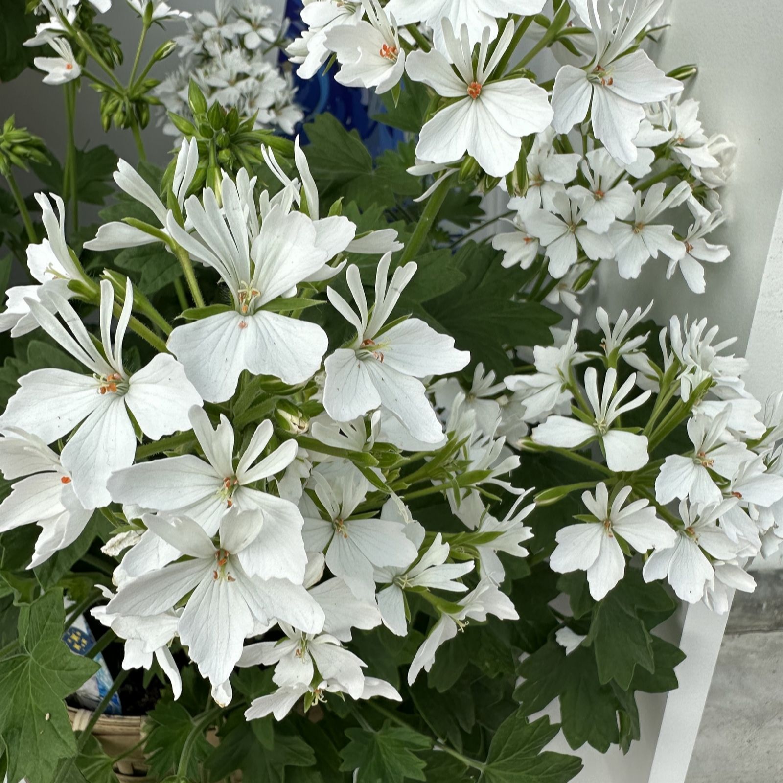 Plants2Gardens Geranium Starry White 5 x 9cm