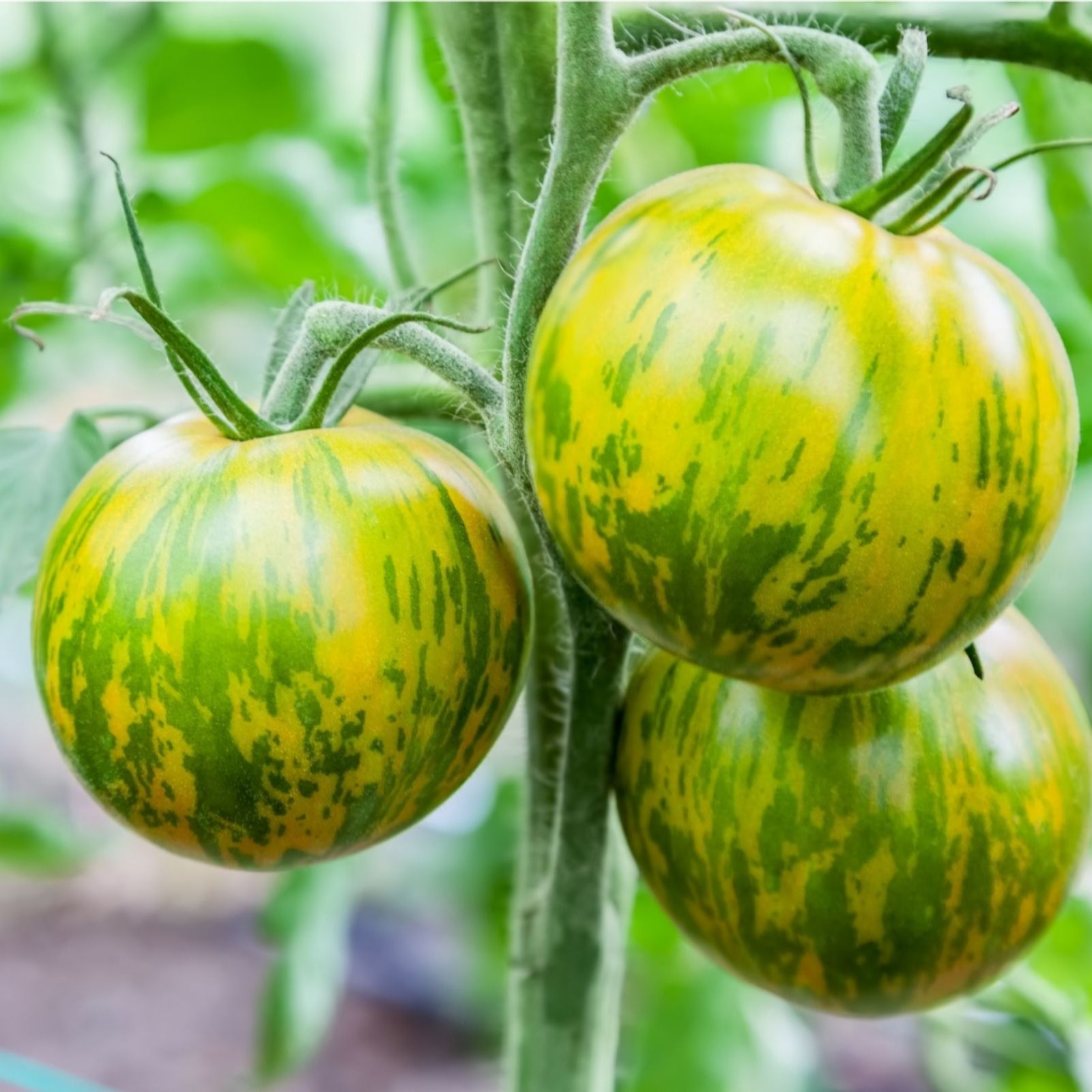 Suttons Tomato Heirloom Salad Green Zebra 9cm Pot x 3
