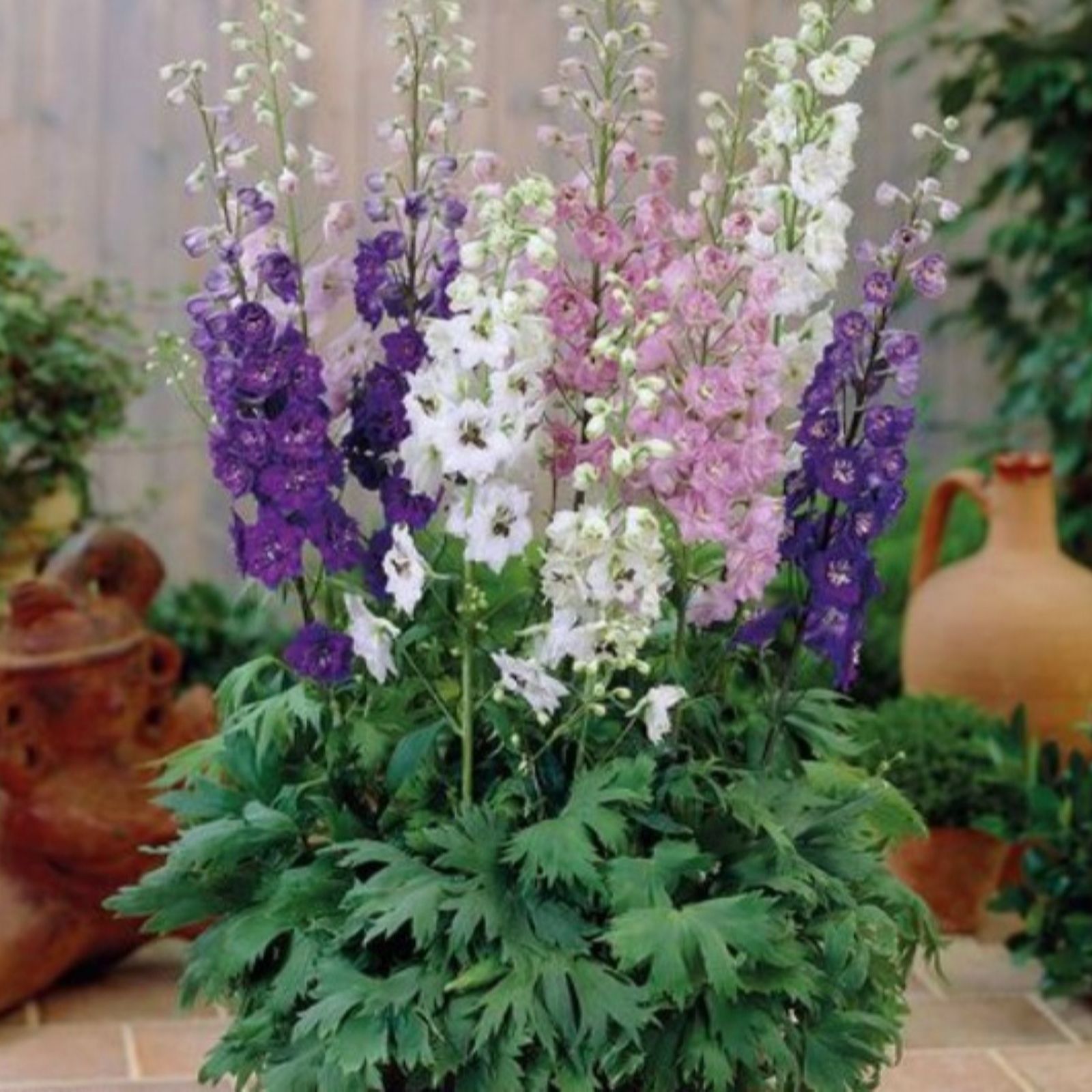 Thompson & Morgan Delphinium 'Magic Fountain Mix' Garden Ready x 12