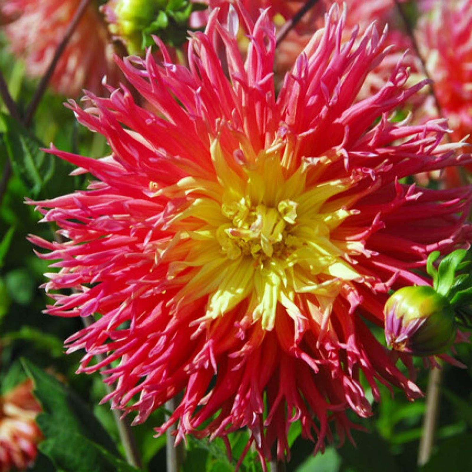 YouGarden Dahlia 'Fringed Star' Tubers x3