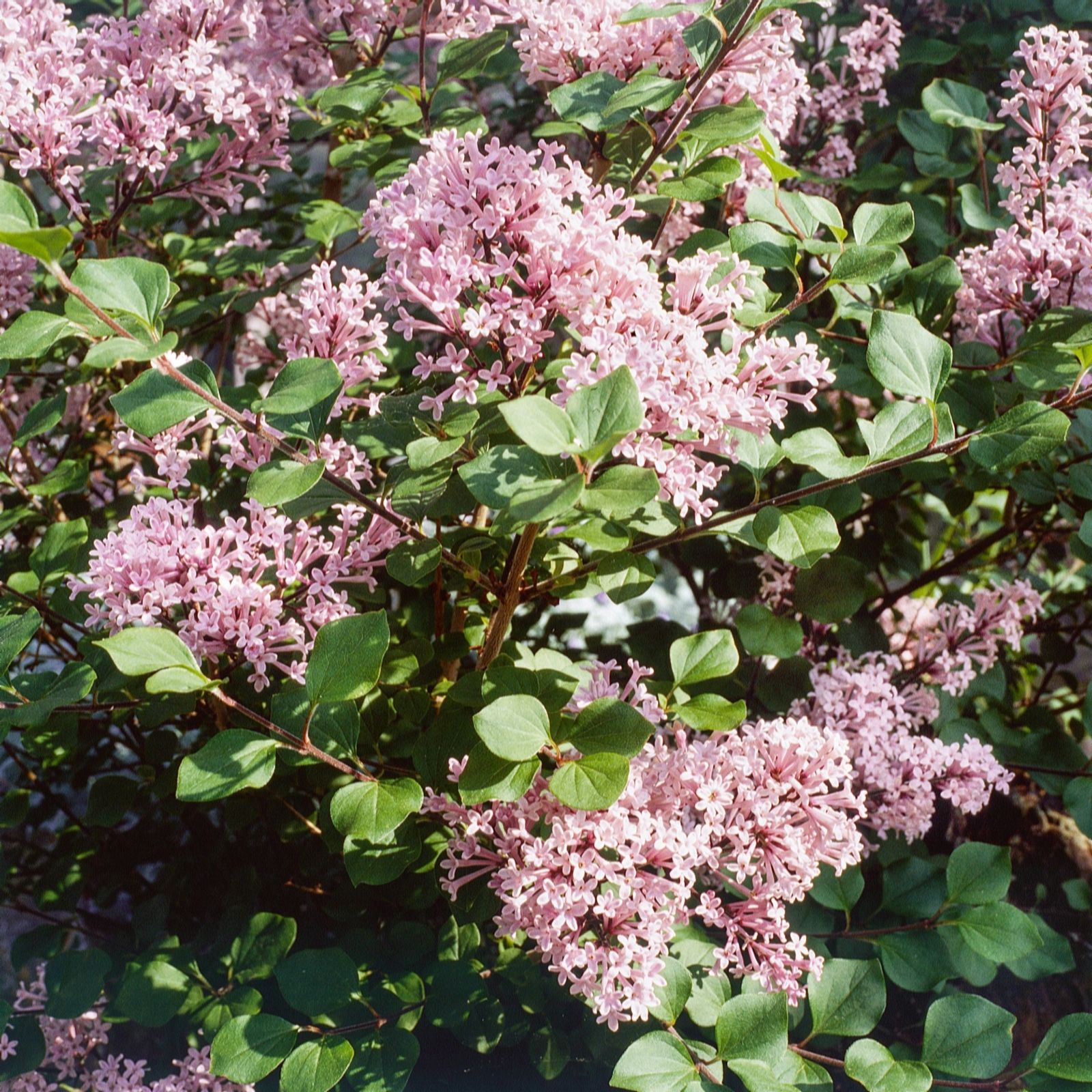 Plants2Gardens Syringa Lillifee 4.5ltr