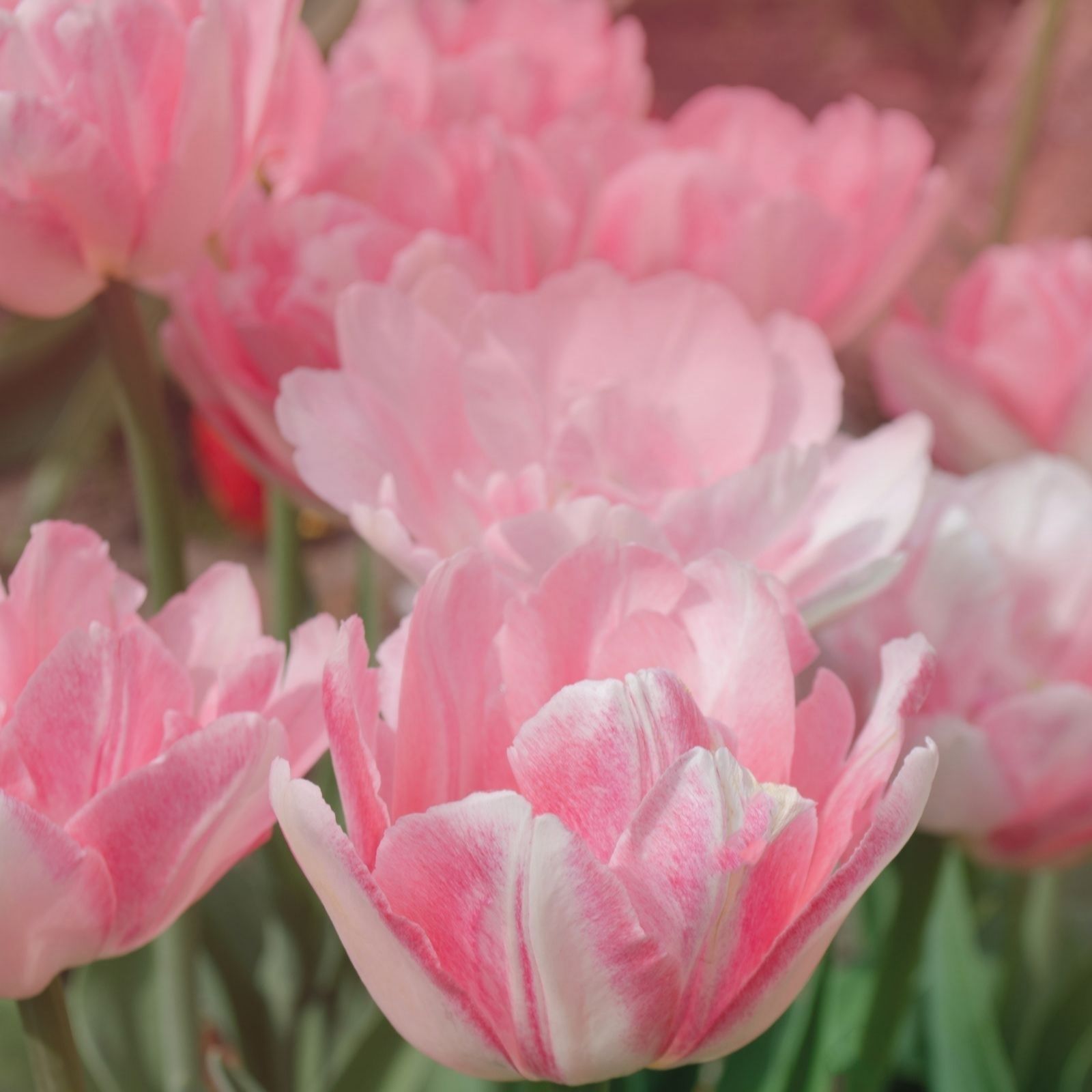 Thompson & Morgan Tulip Angelique 16 Bulbs