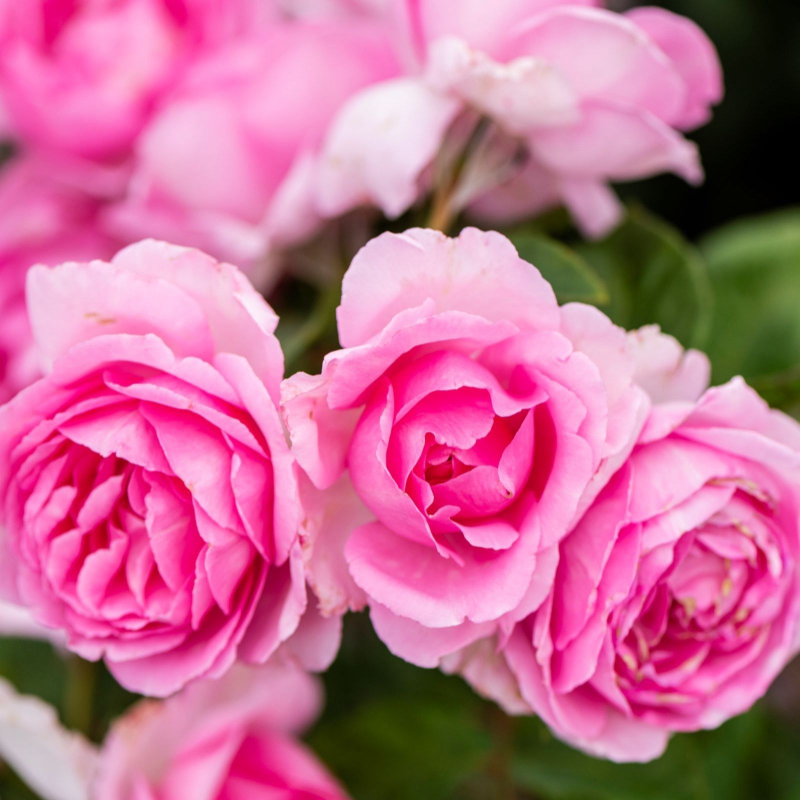 Thompson & Morgan Rose 'Mum in a Million' 1 Bare Root