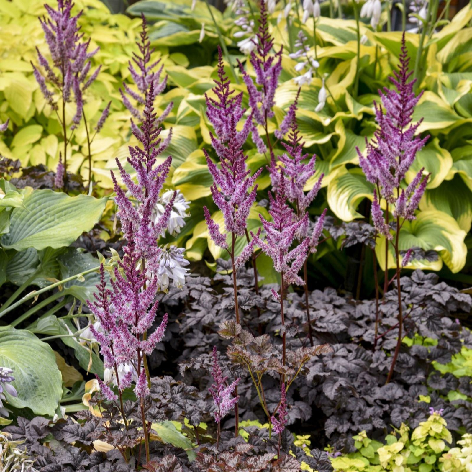 Thompson & Morgan Astilbe Dark Side of the Moon 9cm Pot x2