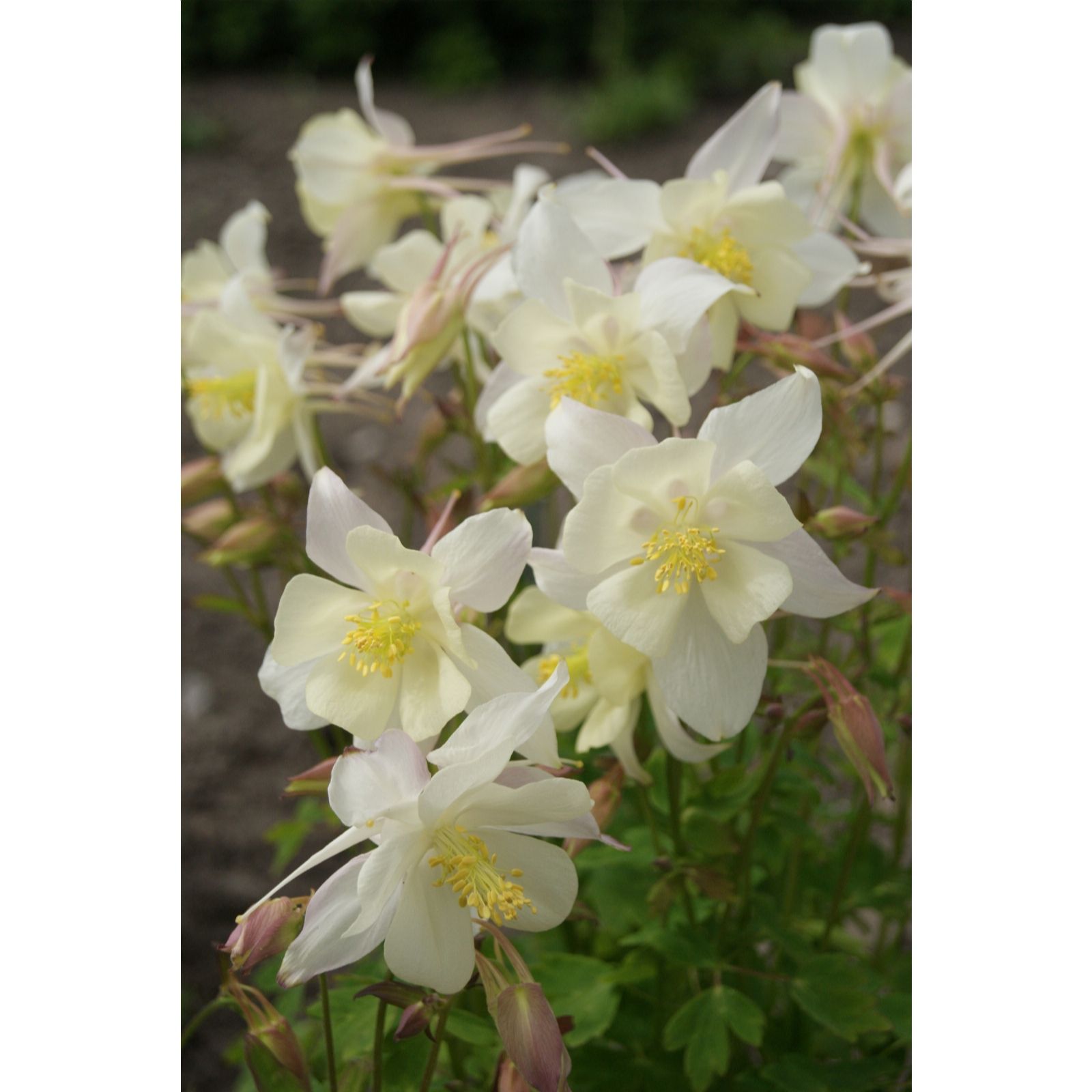 Plants2Gardens Aquilegia Collection 6 x 6cm