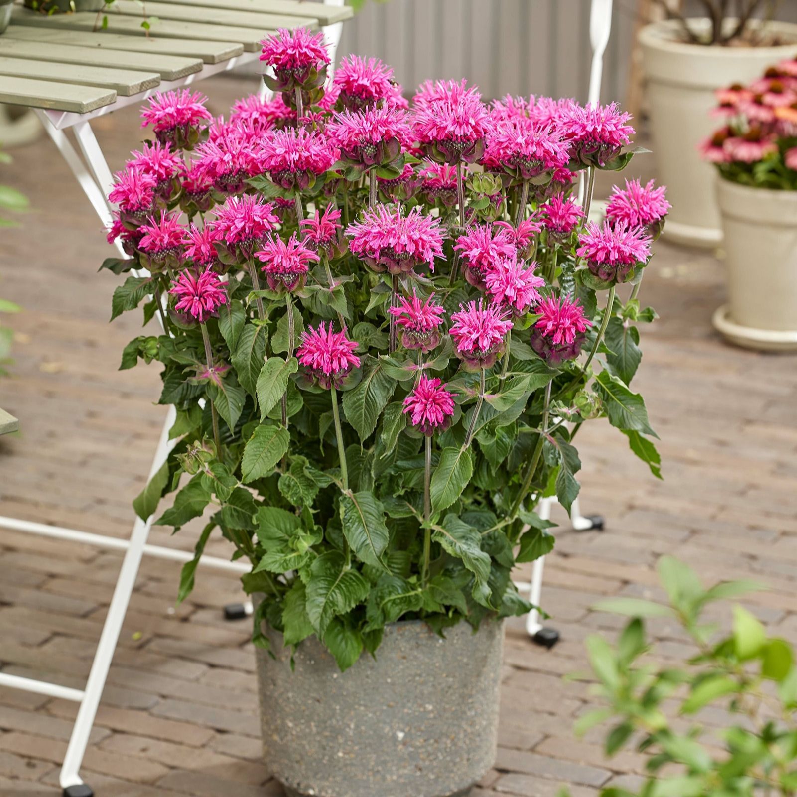 Plants2Gardens Monarda Elegant Collection 6 x 6cm QVC UK