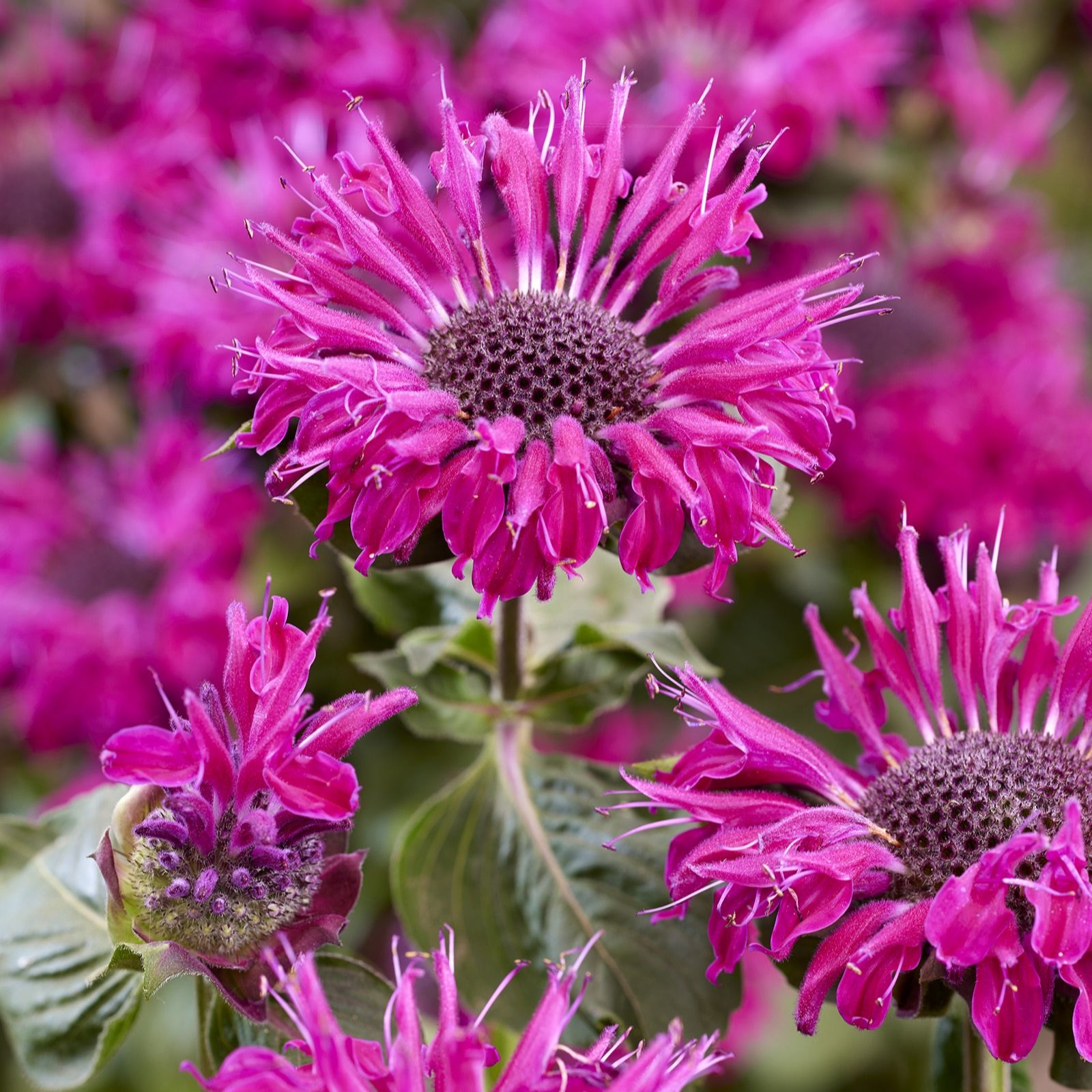 Plants2Gardens Monarda Elegant Collection 6 x 6cm - QVC UK