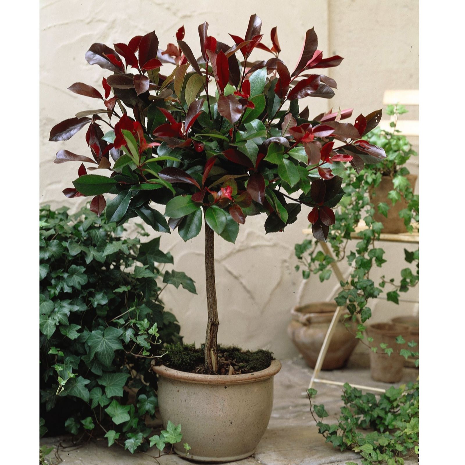 Thompson & Morgan Photinia Fraseri Red Robin Standard 3 Litre Pot x 1 ...
