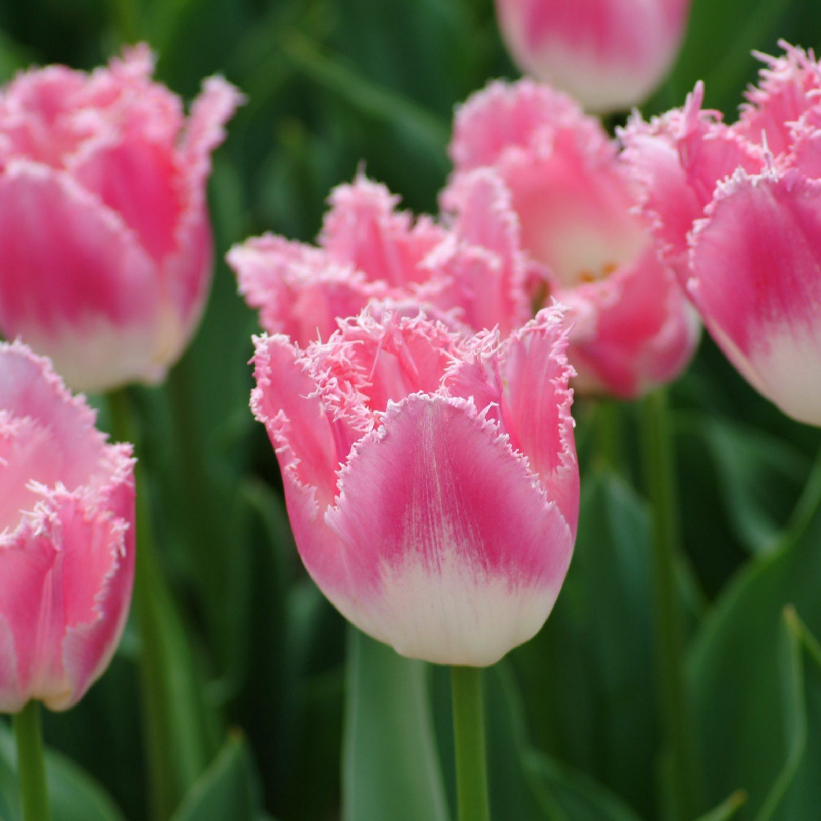 Thompson & Morgan Tulip Pretty in Pink 32 Bulbs - QVC UK