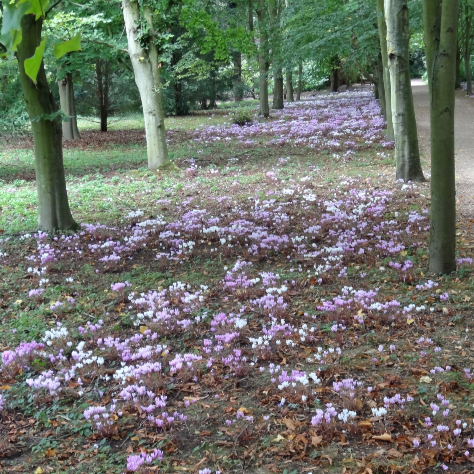 Plants2Gardens Clycalmen Hederifolium 5 x Corms