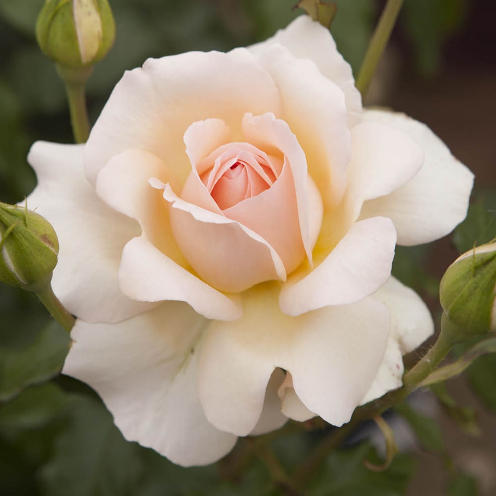 Harkness Roses Rose Chandos Beauty Bare Root x2 - QVC UK