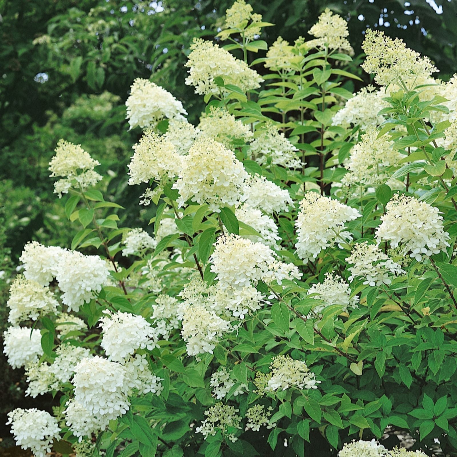 Plants2Gardens Hydrangea Paniculata Little Lime 10ltr