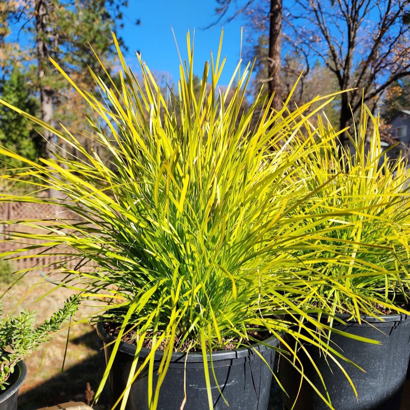 Thompson & Morgan Lomandra longifolia Miners Gold 9cm Pot x3