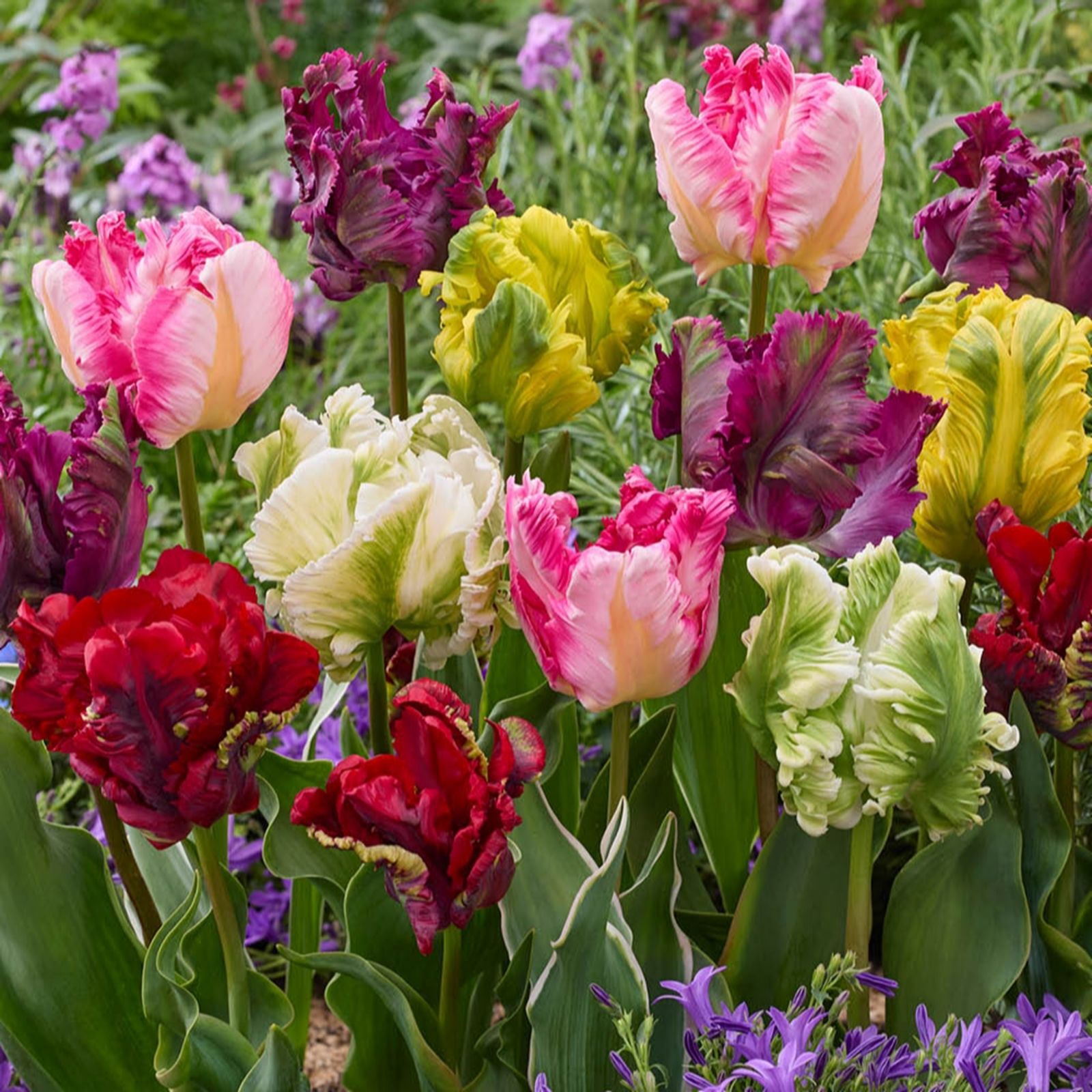 YouGarden Tulip 'Parrot Mixed' x30 bulbs