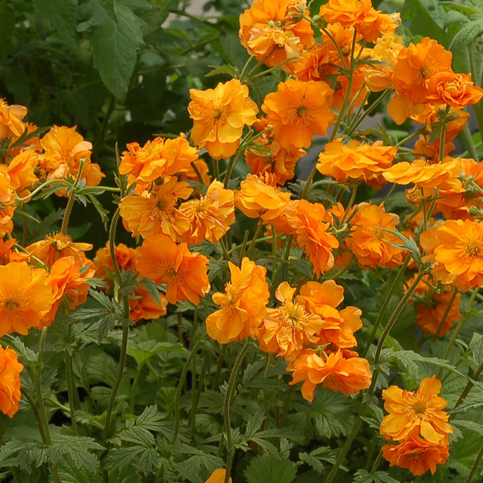 Plants2Gardens Geum Firestorm