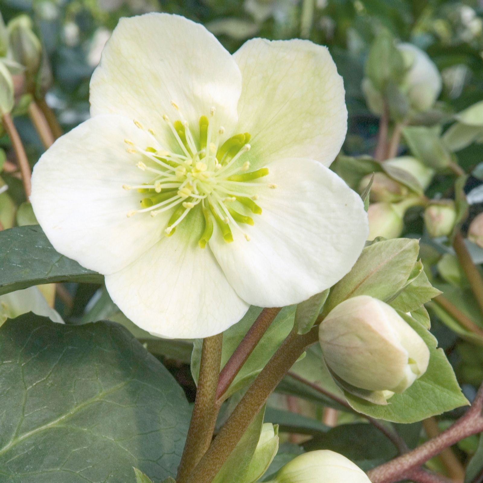 Plants 2 Gardens Hellebore Ice Breaker 10ltr