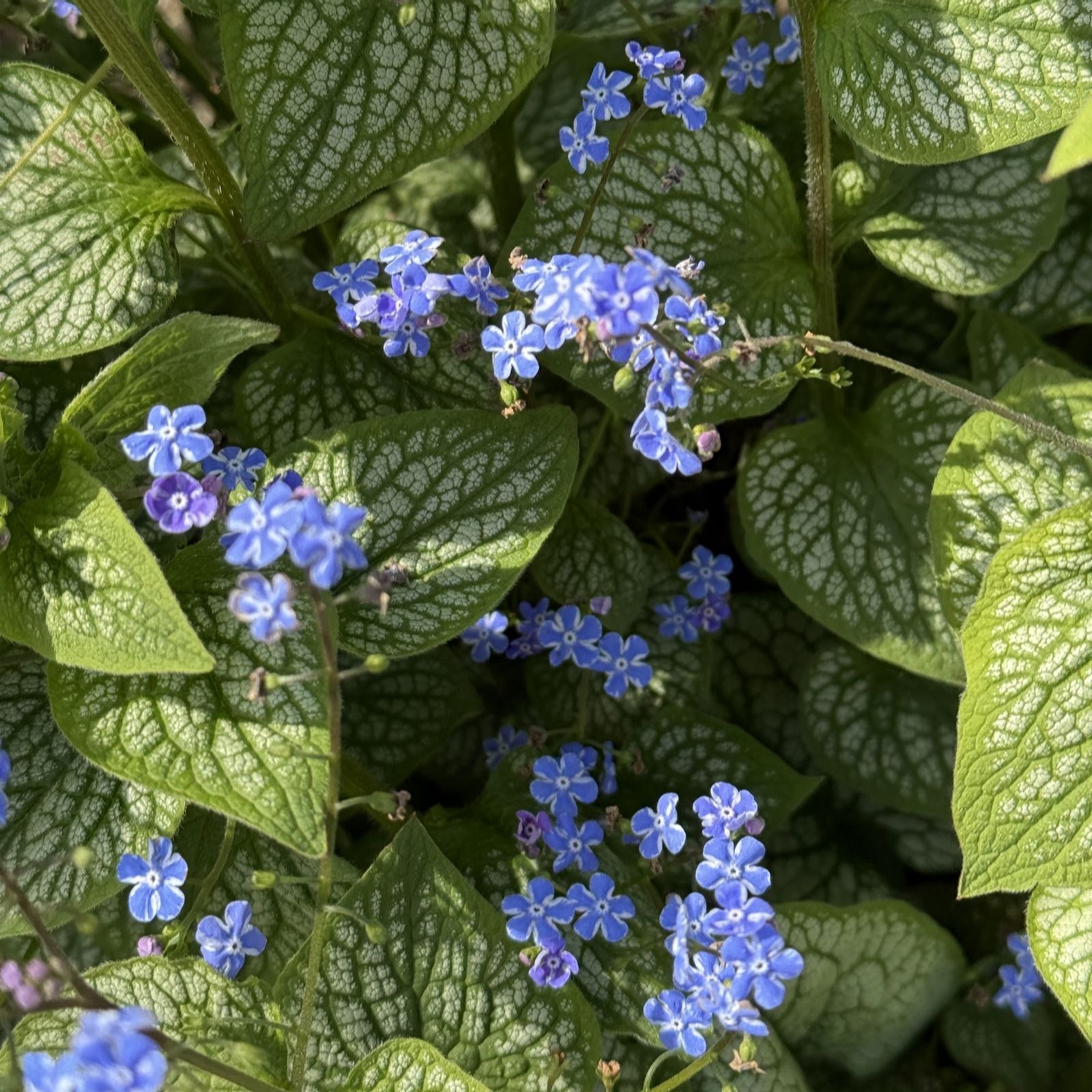 Plants 2 Gardens Brunnera Sea Heart 3 x 9cm
