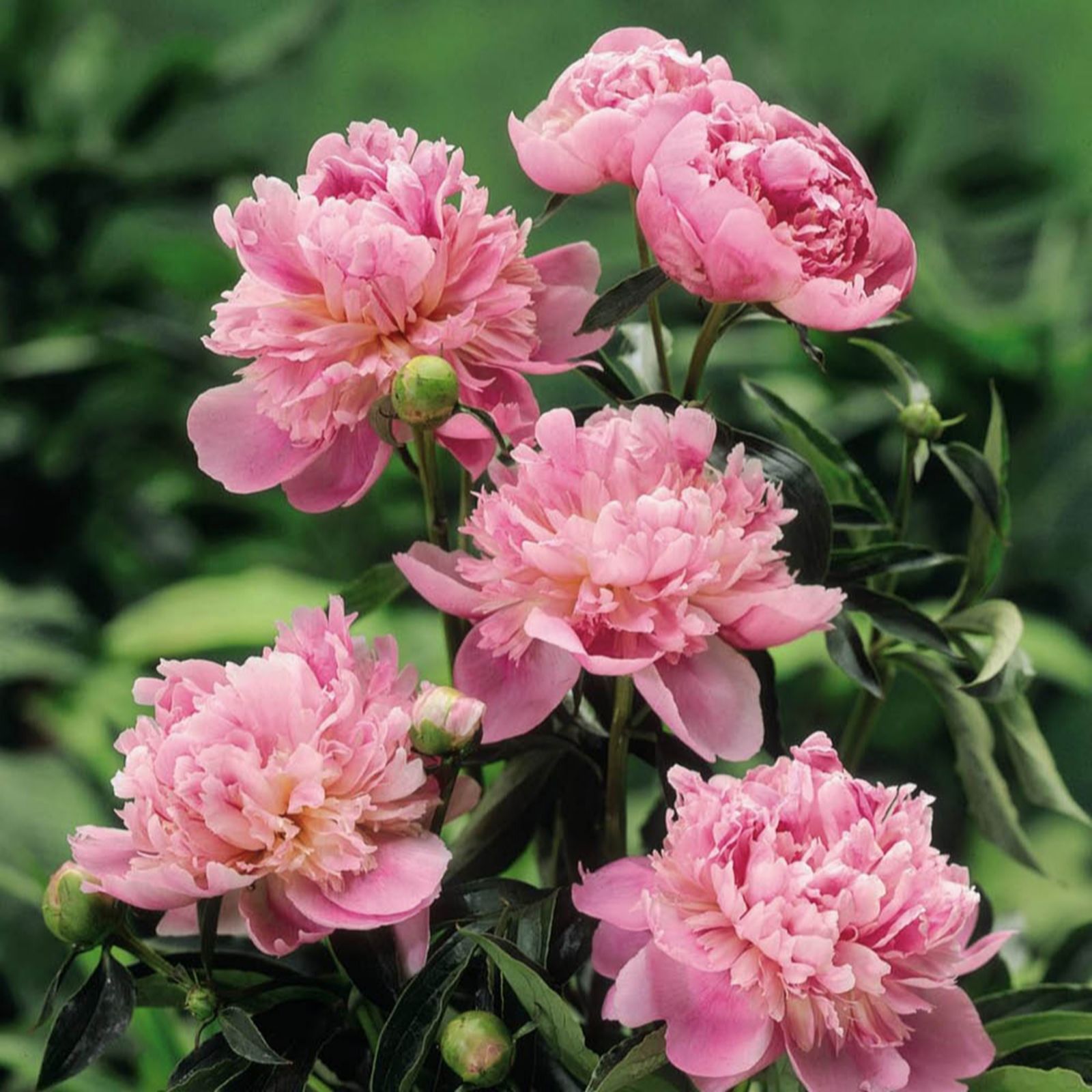 YouGarden Peony 'Sarah Bernhardt' x3