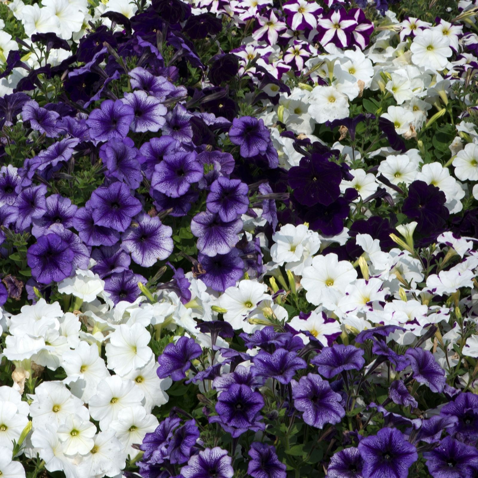 Plants2Gardens Petunia Grand Rapids 20 x 5cm
