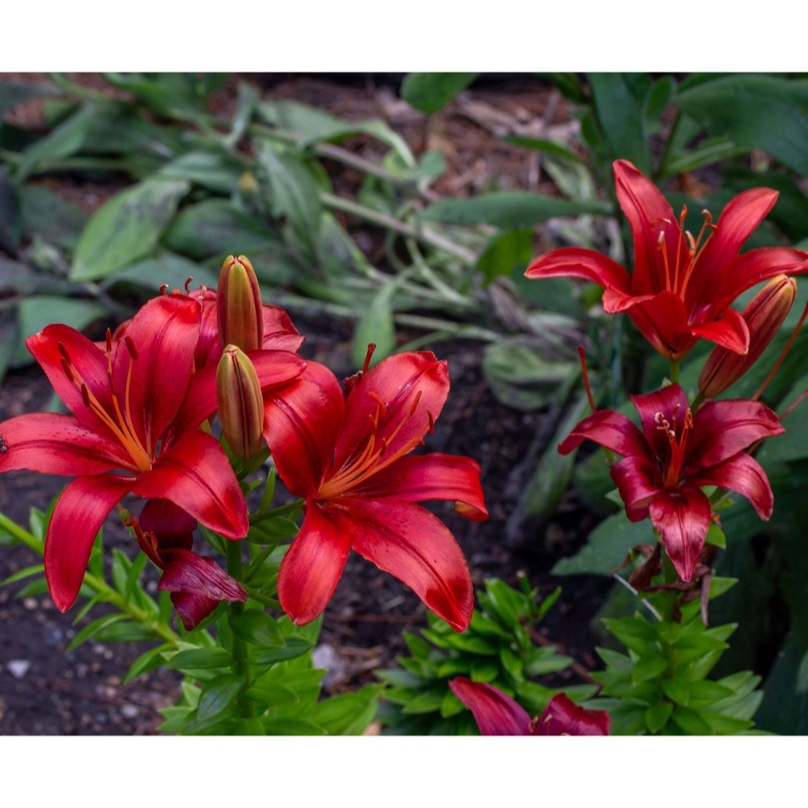 Thompson & Morgan Lily Red Velvet 3 Bulbs
