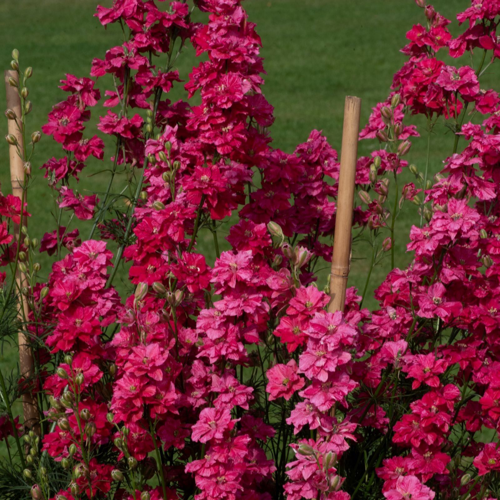 Thompson & Morgan Delphinium King Scarlet Garden Ready x 12