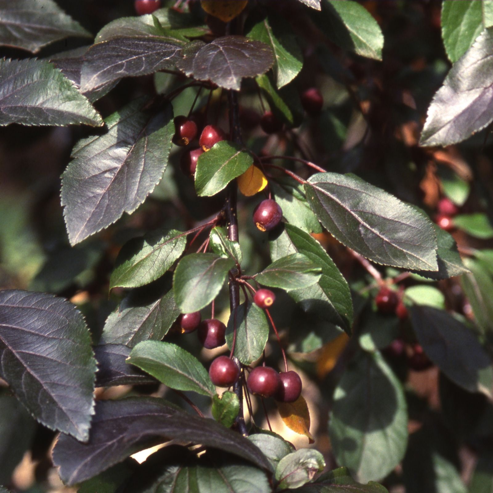 Frank P Matthews Malus ScarlettTM in 12 Litre Container