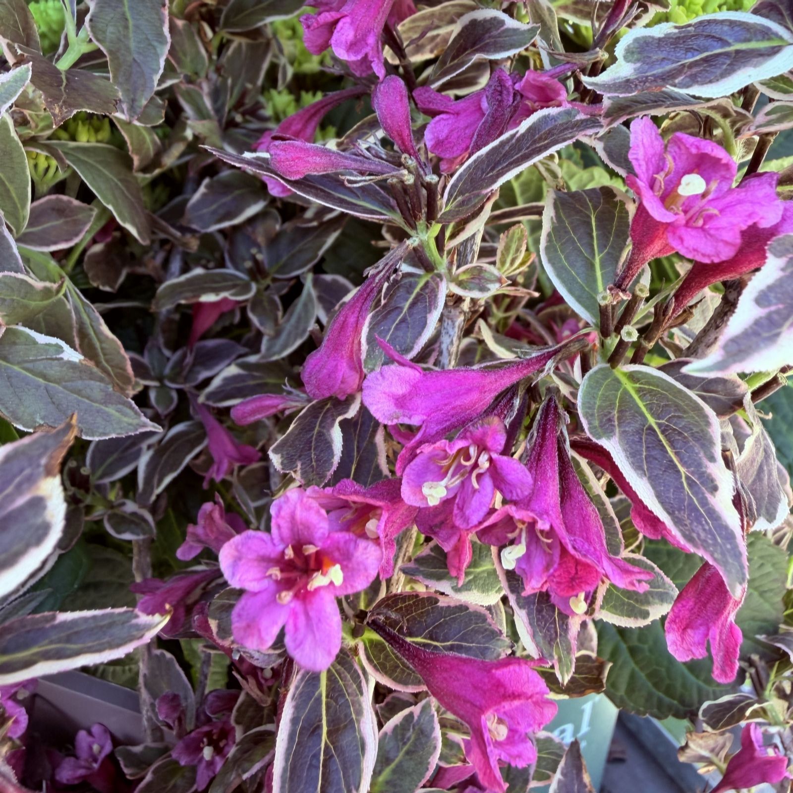 Plants2Gardens Weigela All Summer Monet 4.5L