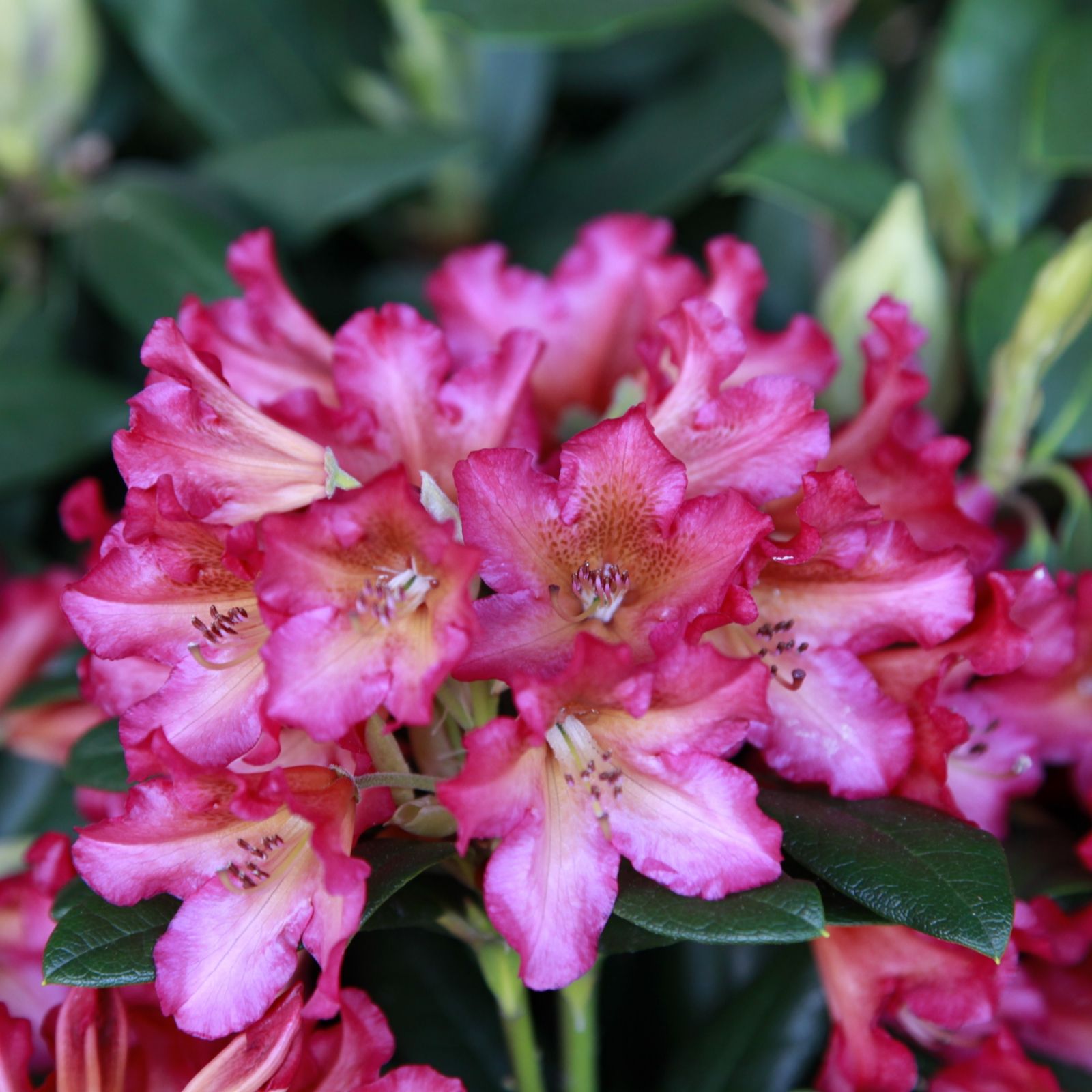 Plants2Gardens Rhododendron 7.5ltr