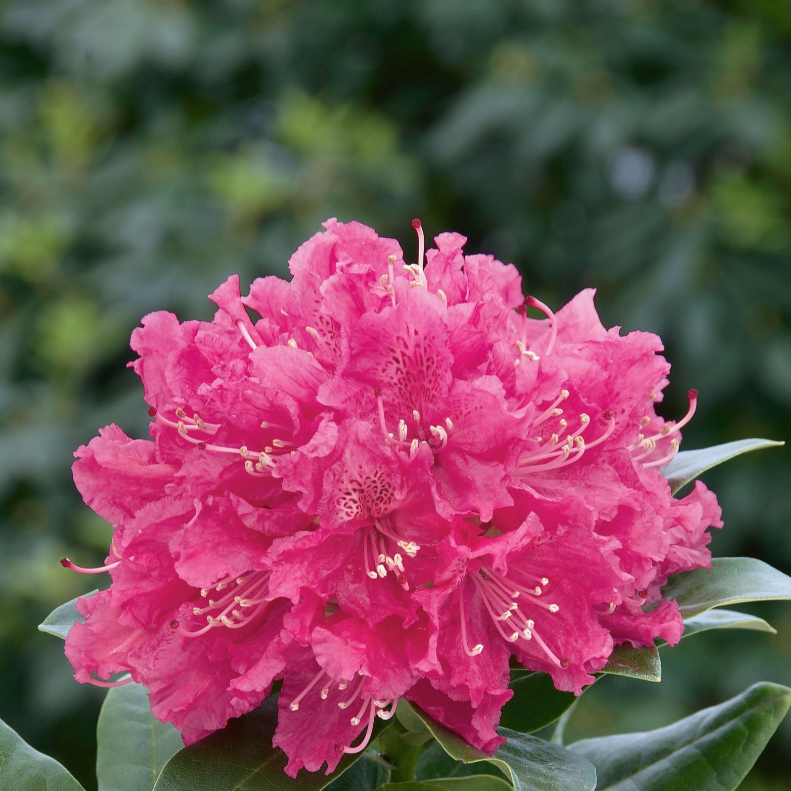 Plants2Gardens Rhododendron 7.5ltr