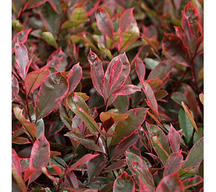 Plants2Gardens Photinia Louise in 4.5 Litre Pot