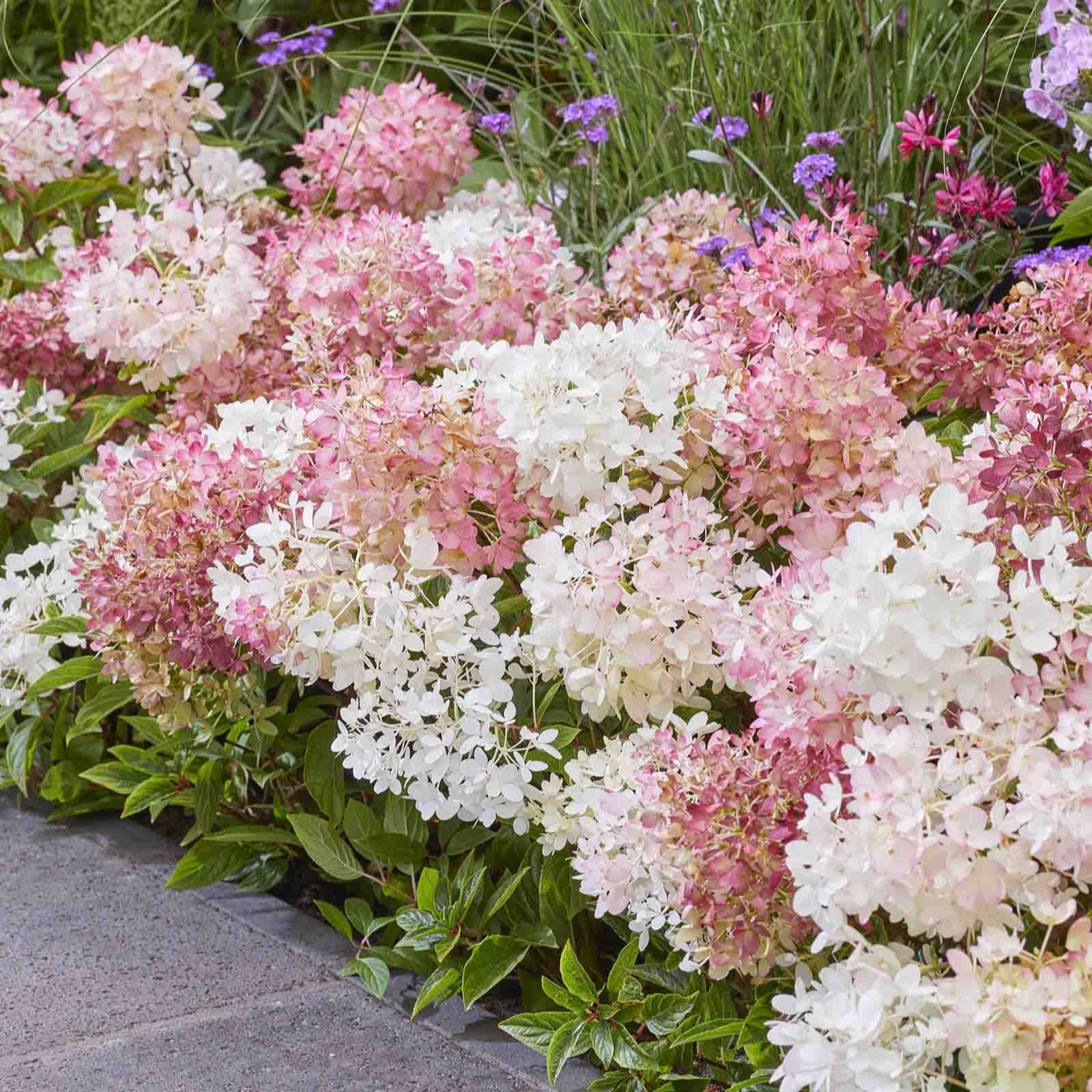 Hayloft Plants Hydrangea Groundbreaker 12cm pot - QVC UK