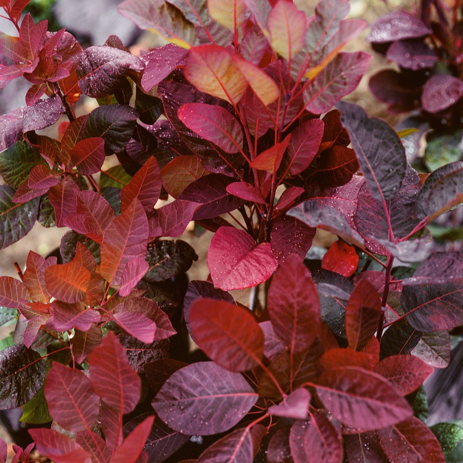Plants2Gardens Cotinus Grace 4.5ltr
