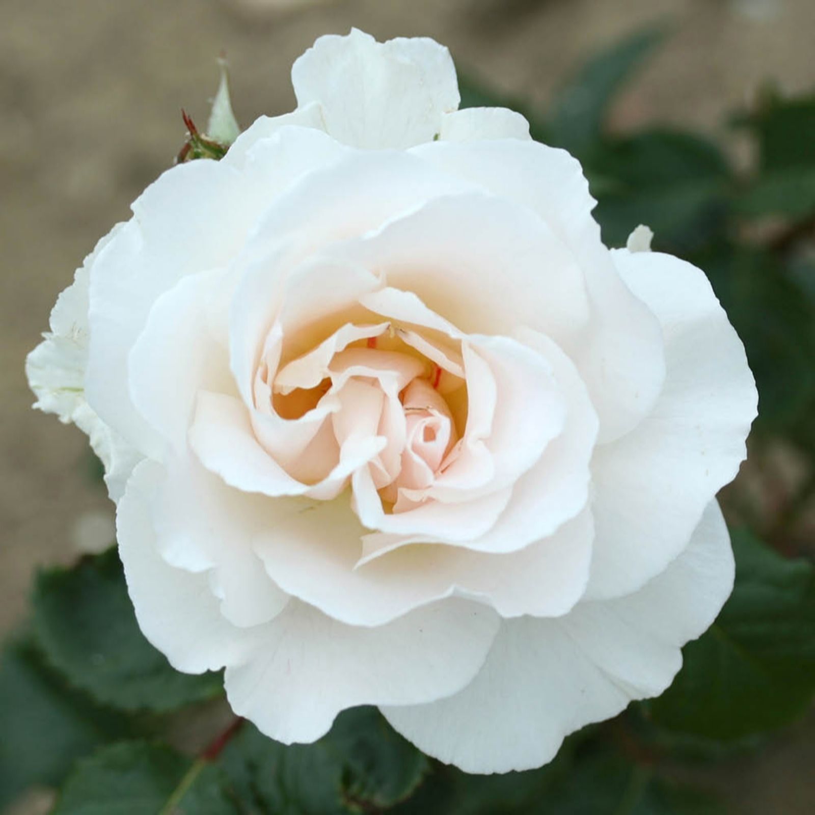 Harkness Roses Rose Margaret Merril Bare Root x2
