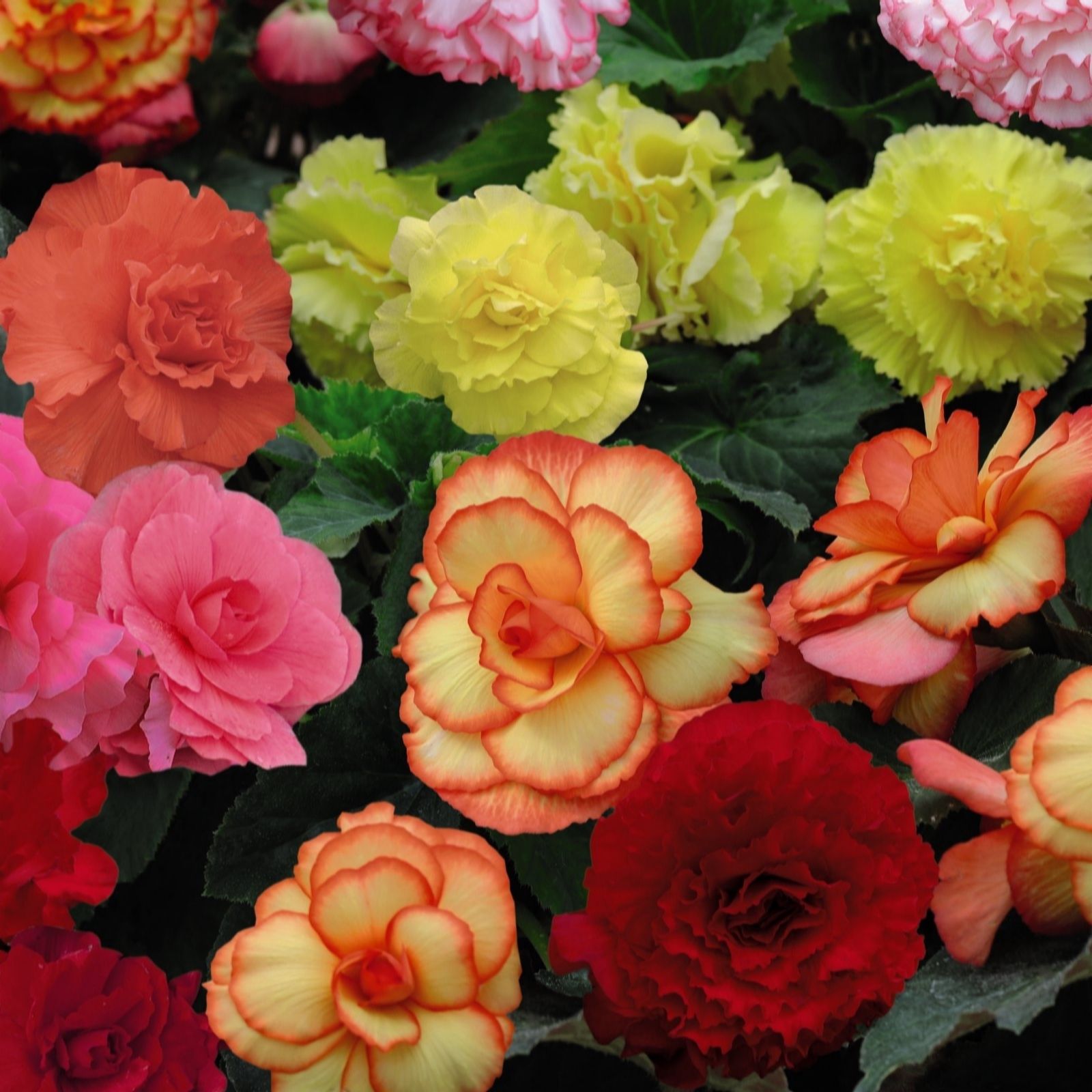 Thompson & Morgan Begonia Majestic Sunburst Mixed Garden Ready x30 Incredibloom