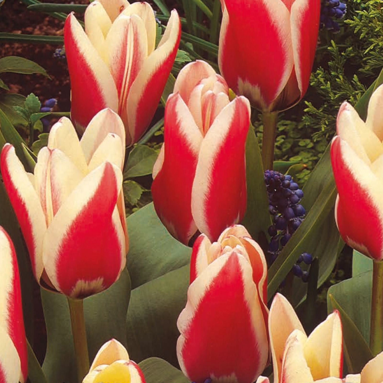 YouGarden Tulip Miniature Red/White x60 bulbs