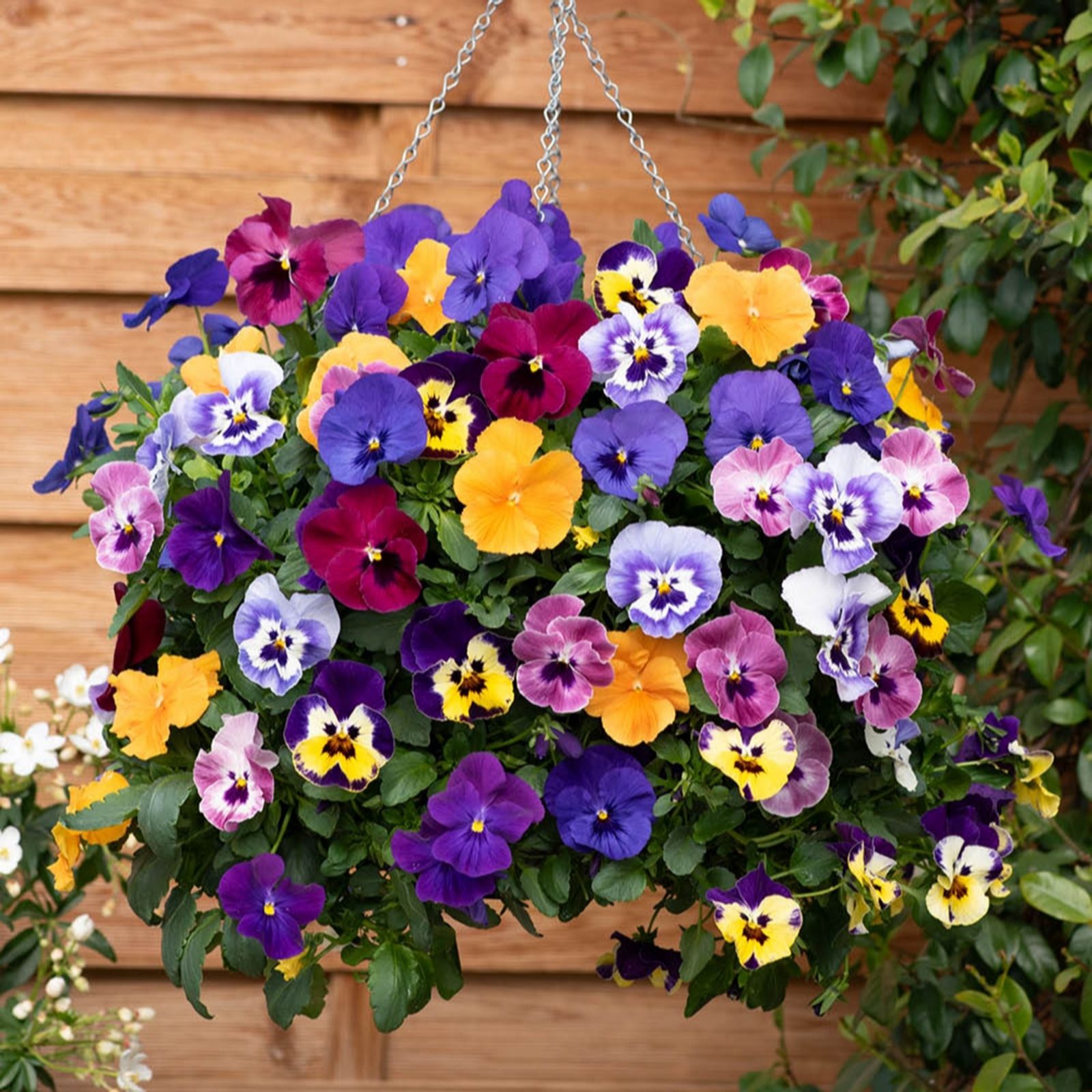 YouGarden Pansy 'Top Wave' plug plants x12