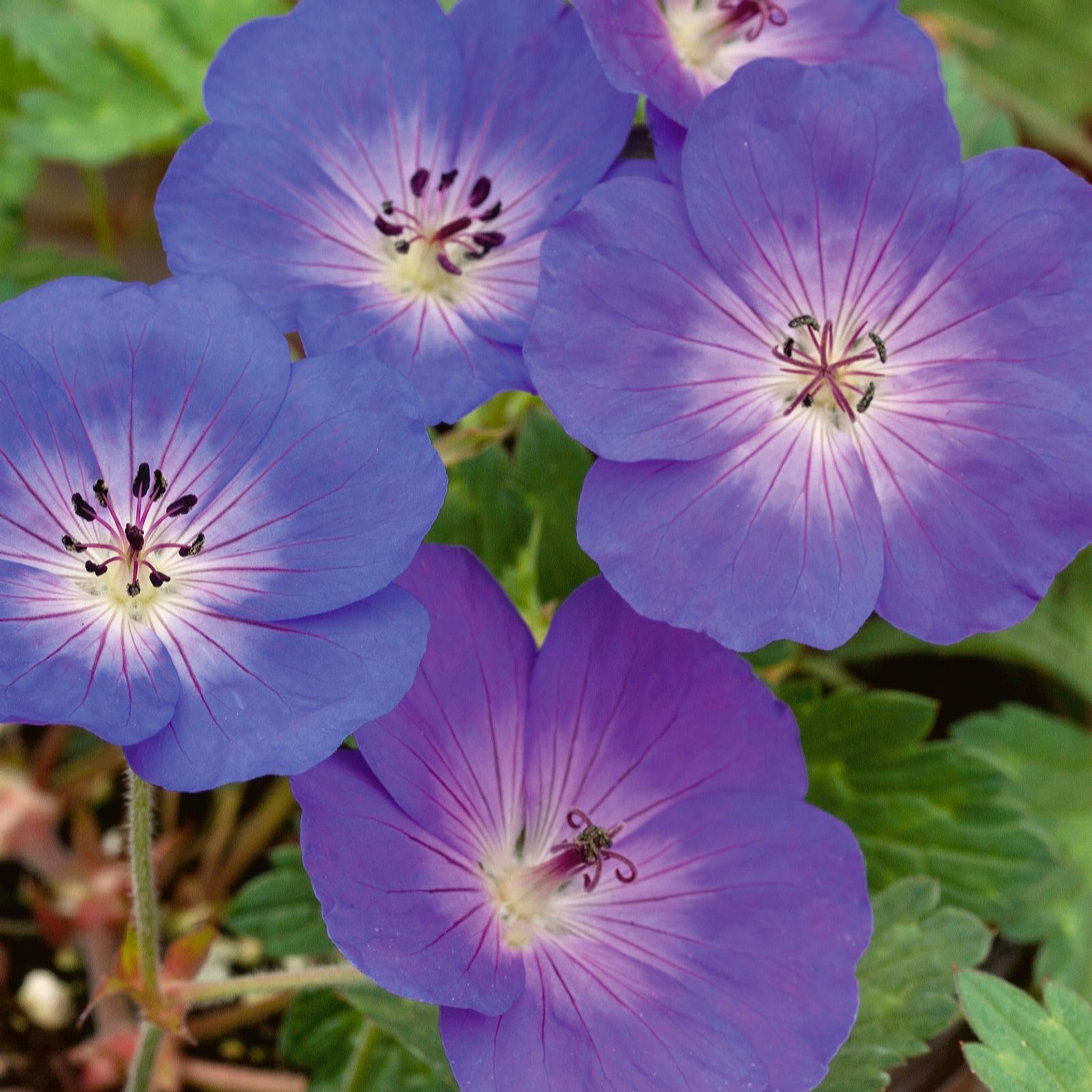 Plants 2 Gardens Geranium Collection 3 x 2ltr