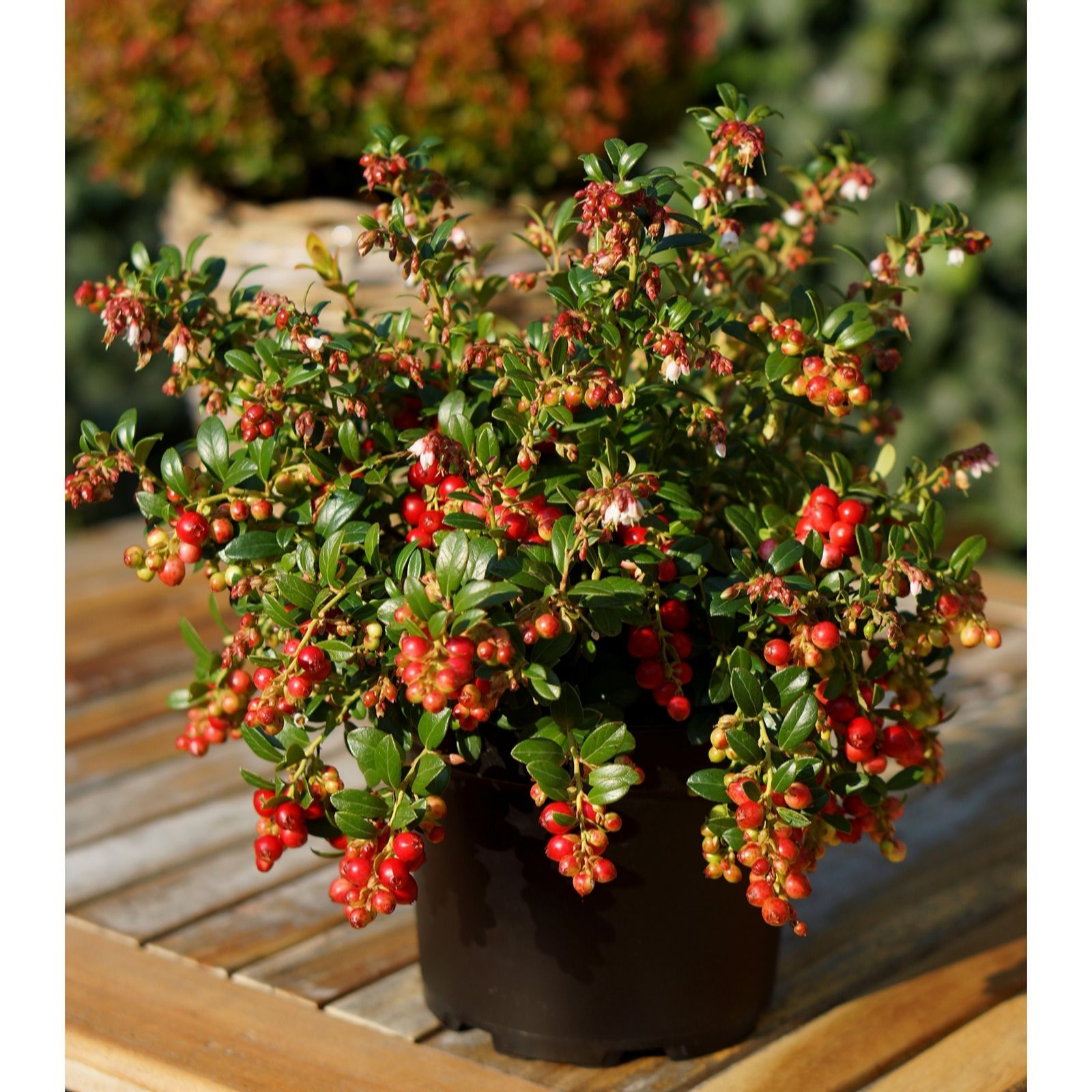 Plants2Gardens Vaccinium Fireballs 2ltr