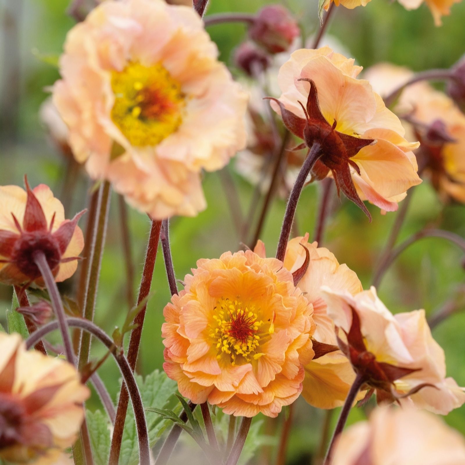 Plants 2 Gardens Geum Mai Tai 3 x 9cm