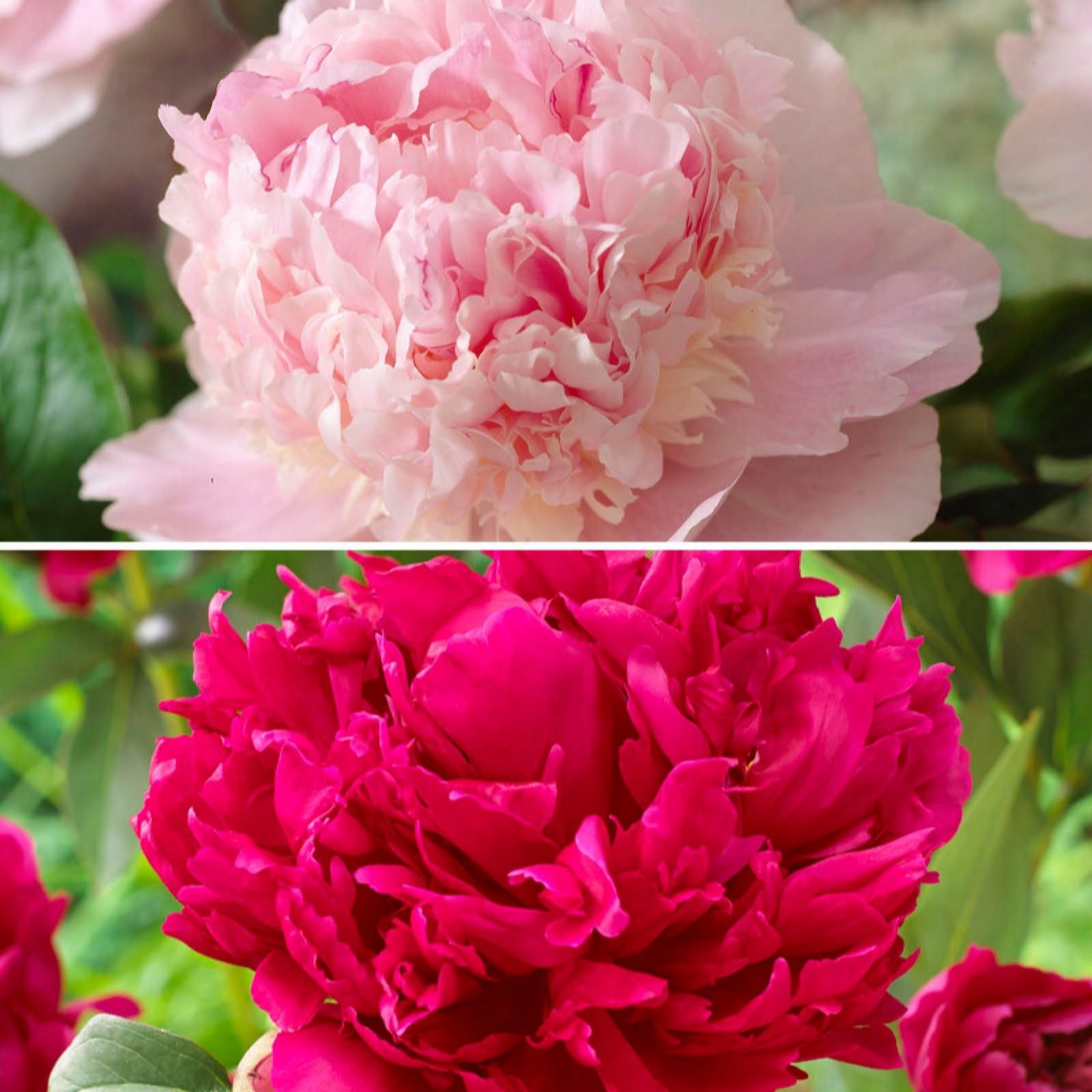 YouGarden Fragrant & Magical Peony Bare Root Collection x4