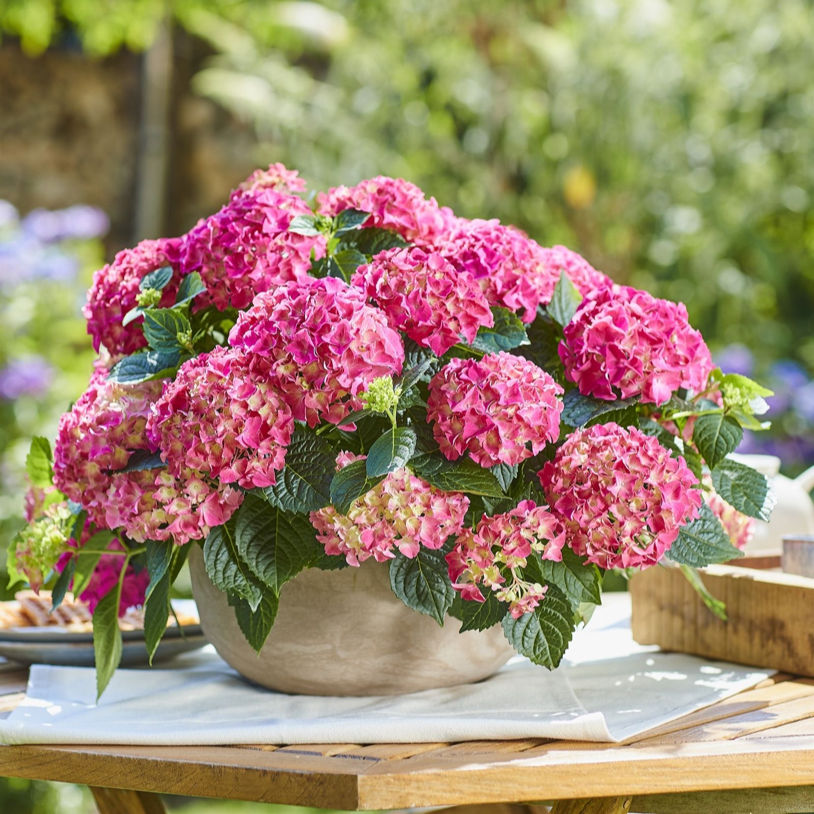 Hayloft Plants Hydrangea Macrophylla Tabletensia in 10.5cm Pot