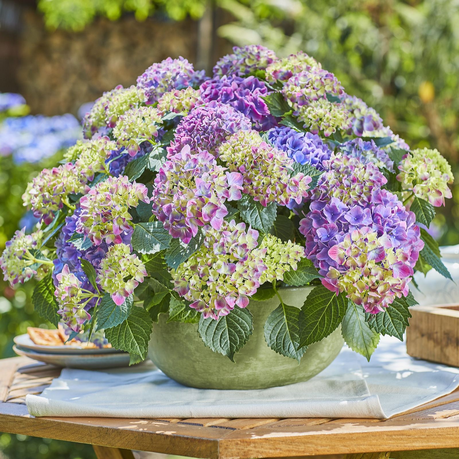 Hayloft Plants Hydrangea Macrophylla Tabletensia in 10.5cm Pot