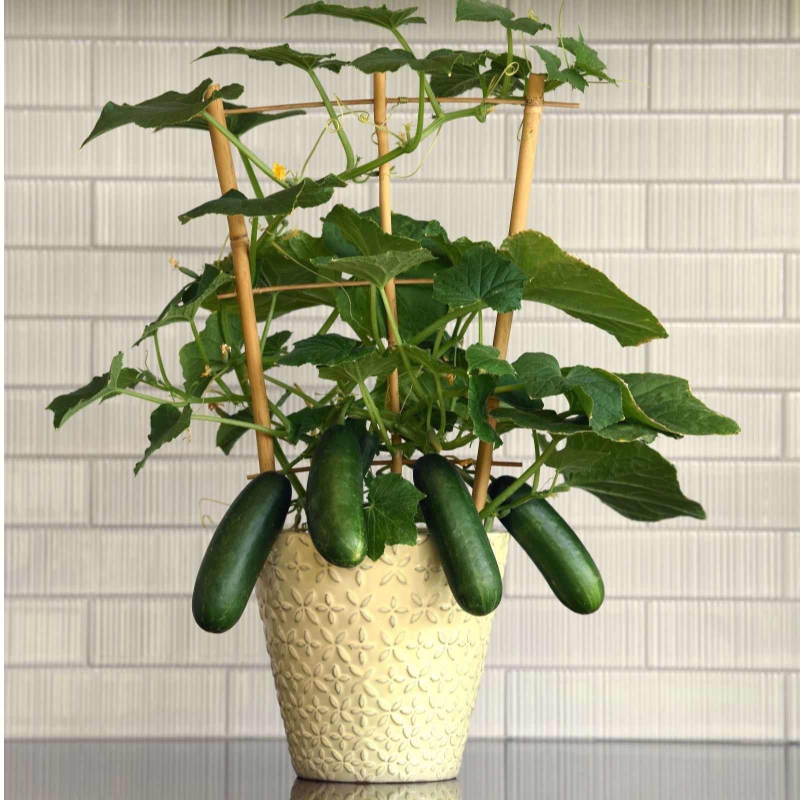 Suttons Cucumber Quick Snack 9cm Pot x 3