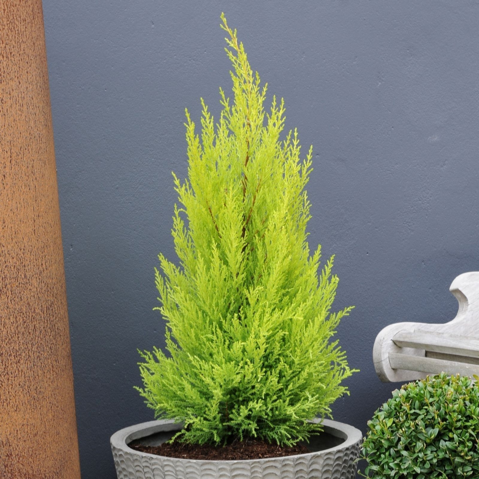 Thompson & Morgan Cupressus Goldcrest 10.5cm Pot x 2