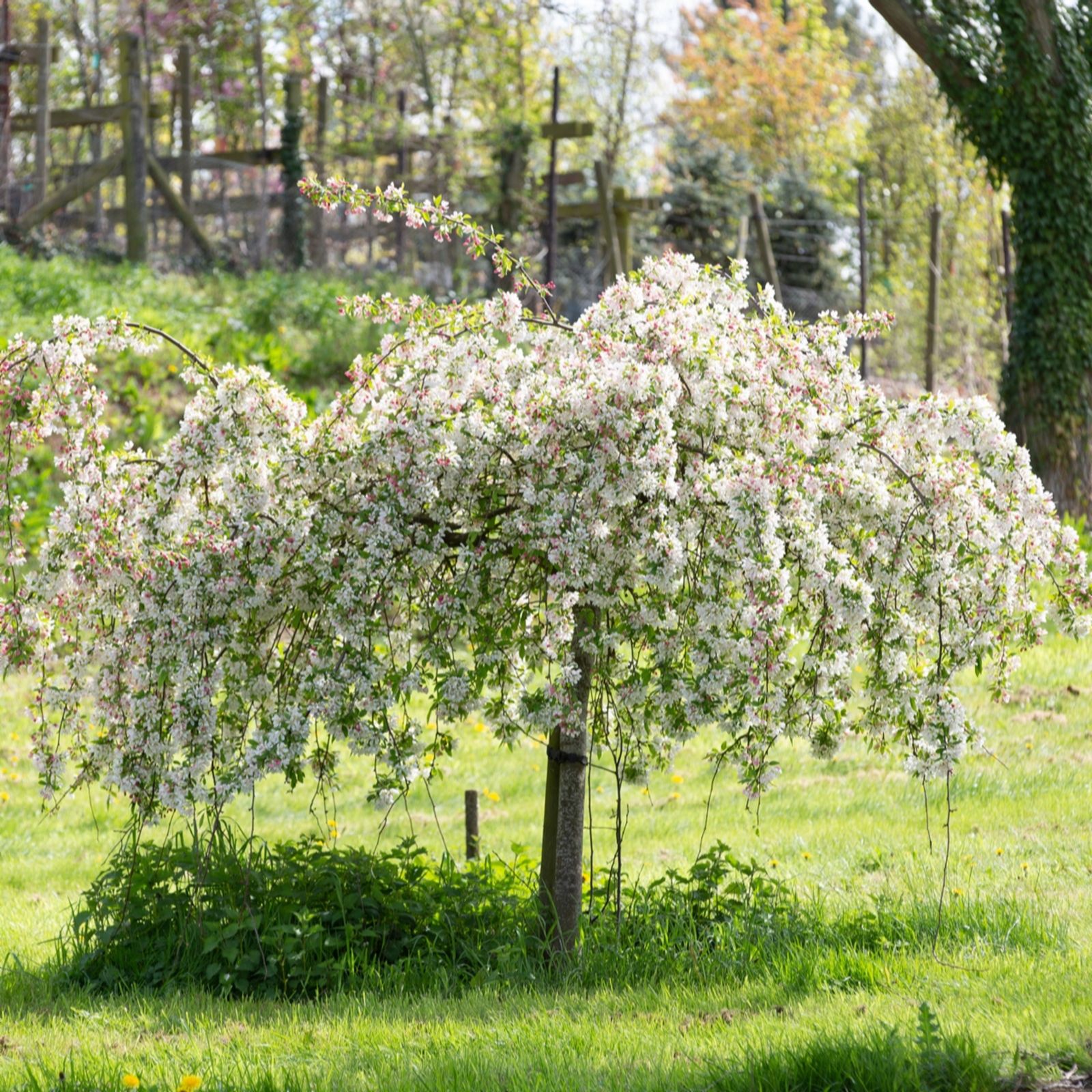 Frank P Matthews Malus Sun Rival in 12 Litre Container