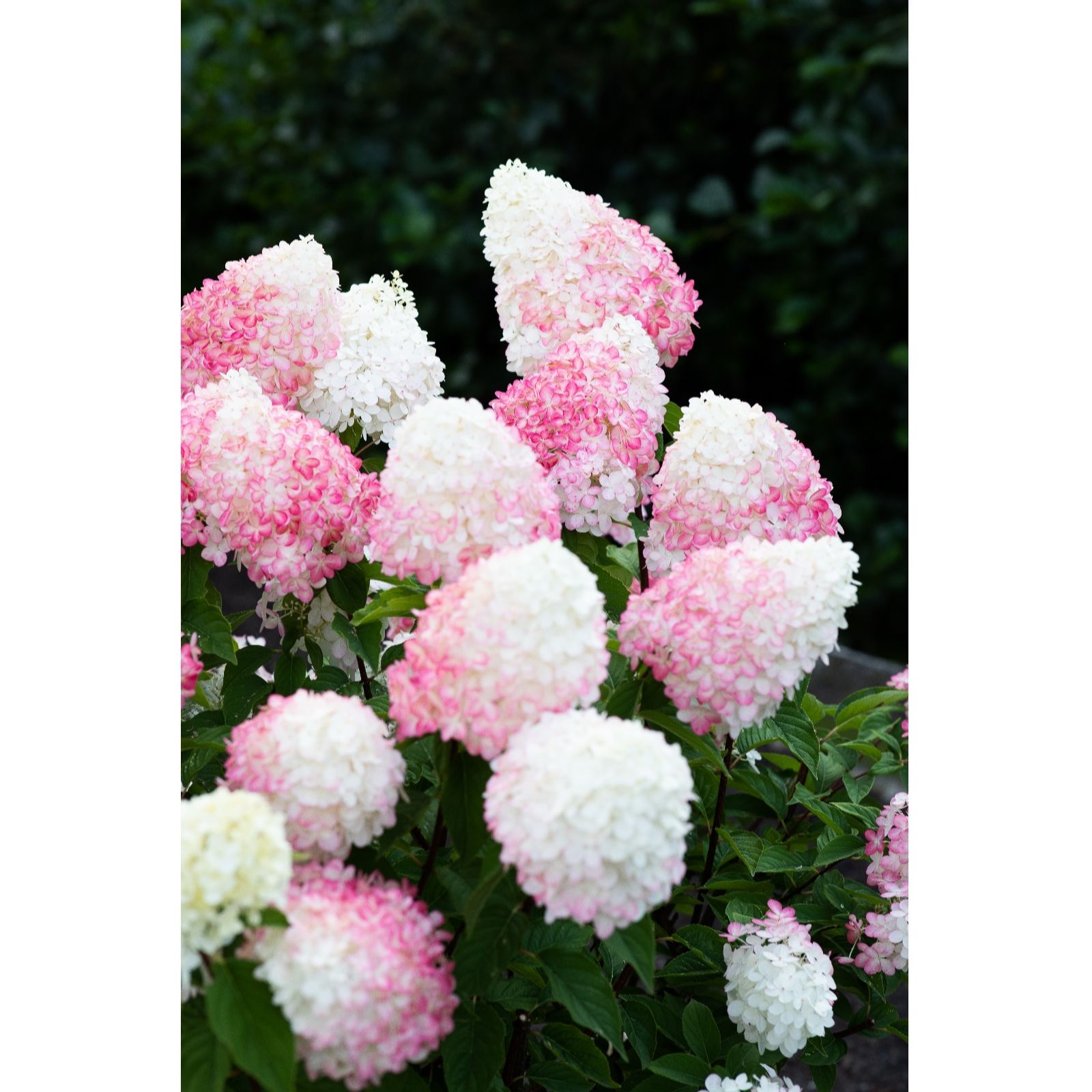 Plants 2 Gardens Hydrangea Paniculata Pink & Rose 4.5ltr